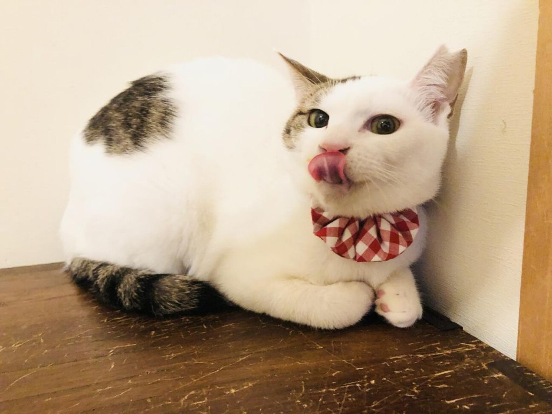 pet-image-3