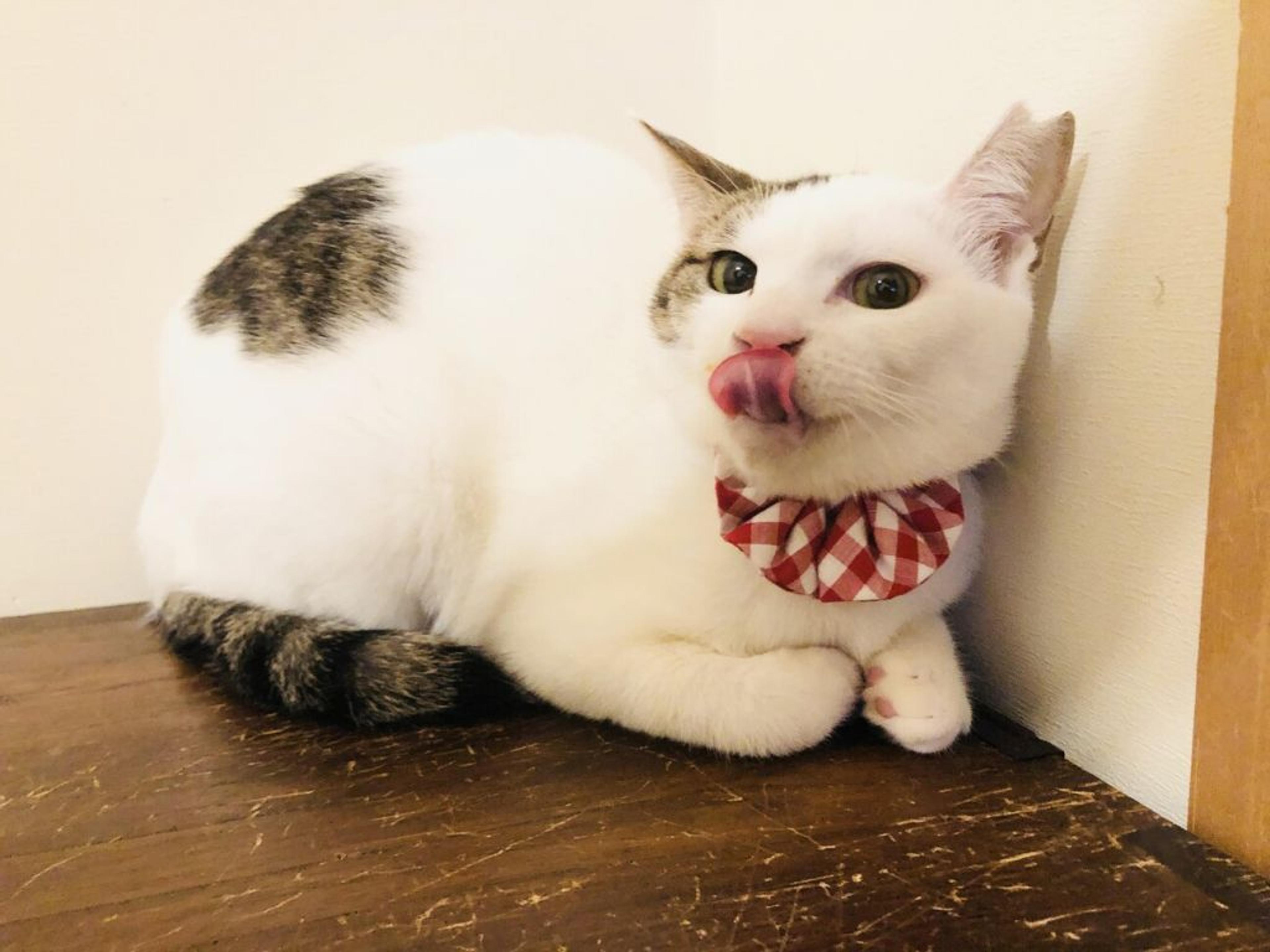 pet-image-3