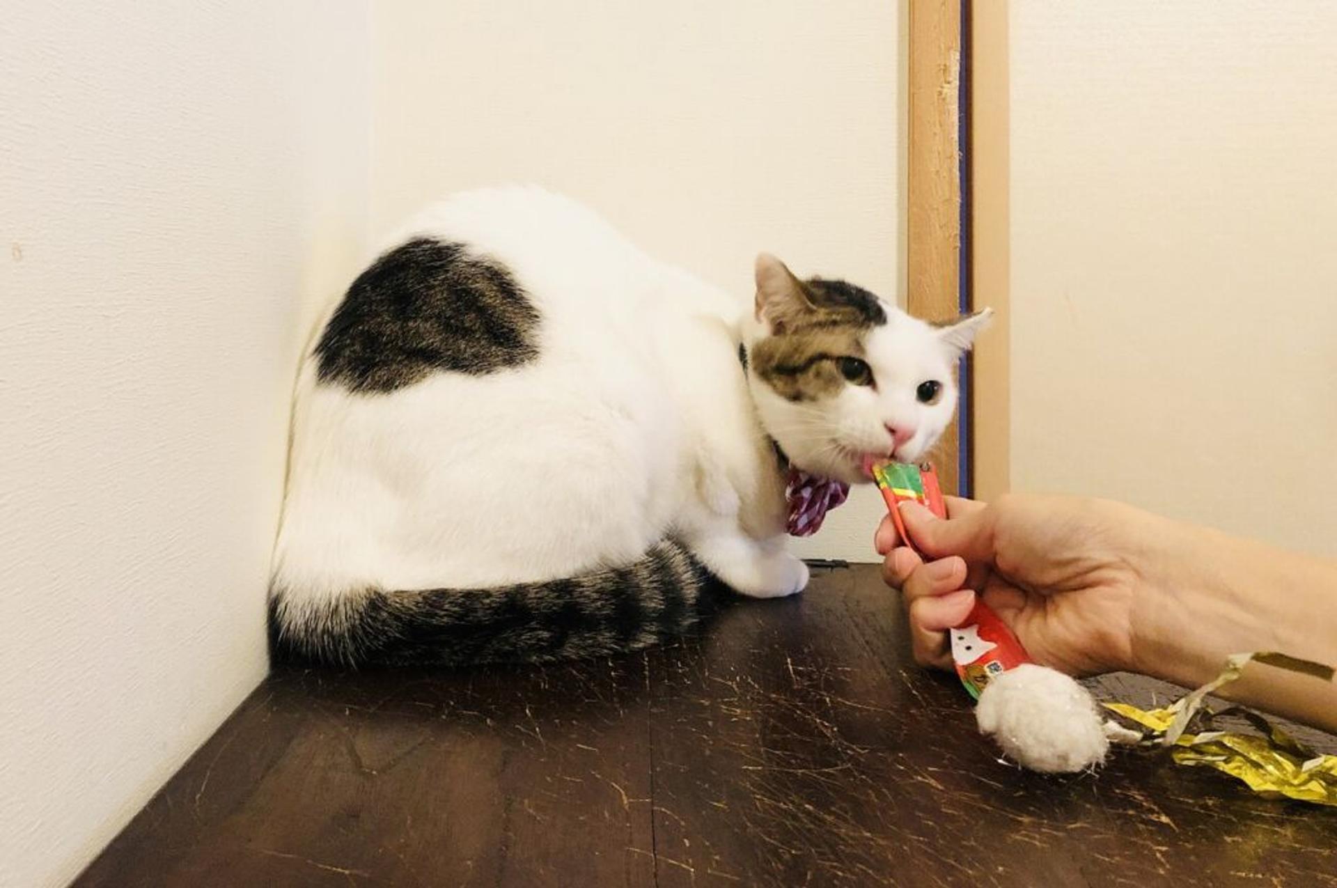 pet-image-4