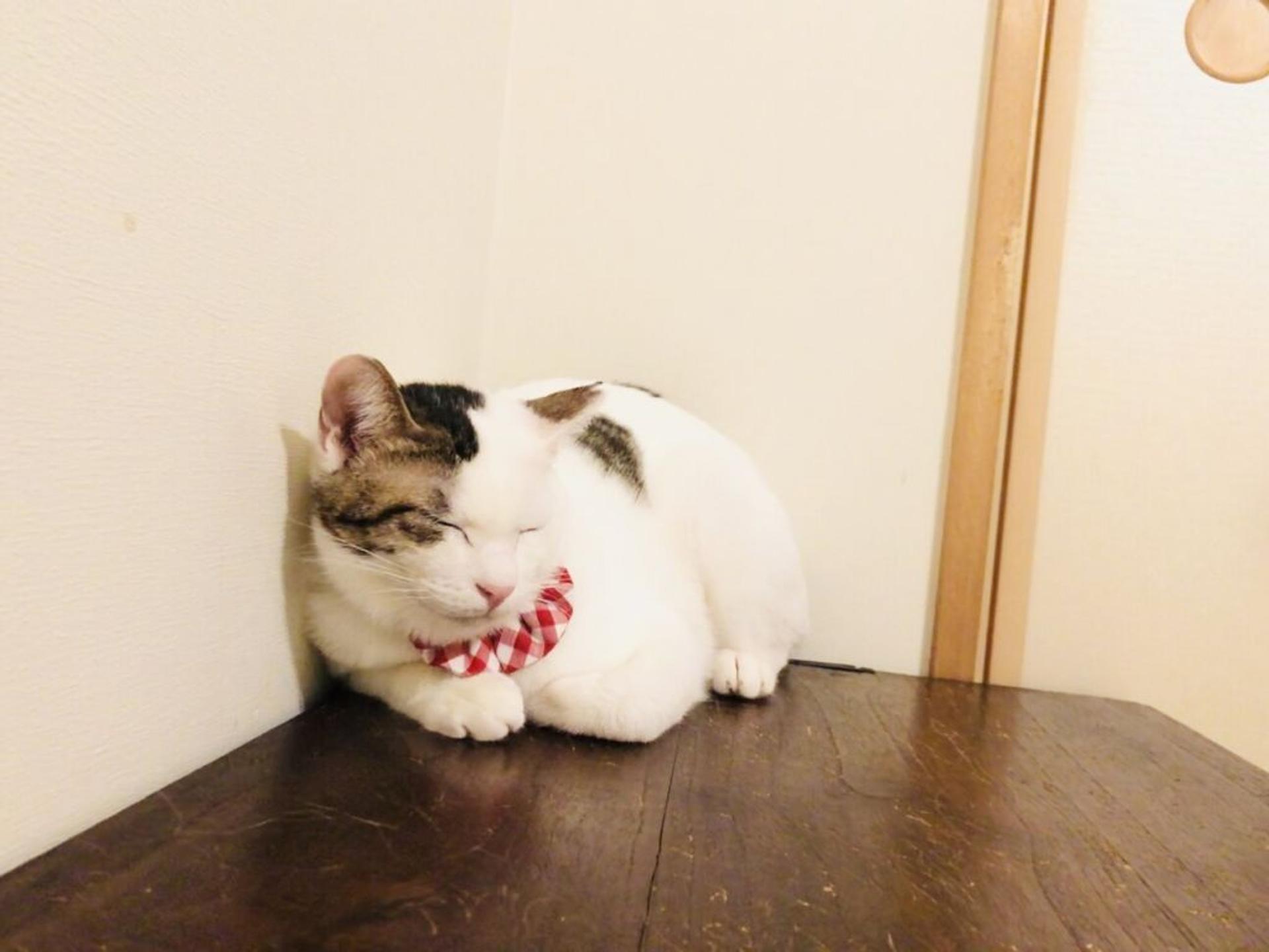 pet-image-5