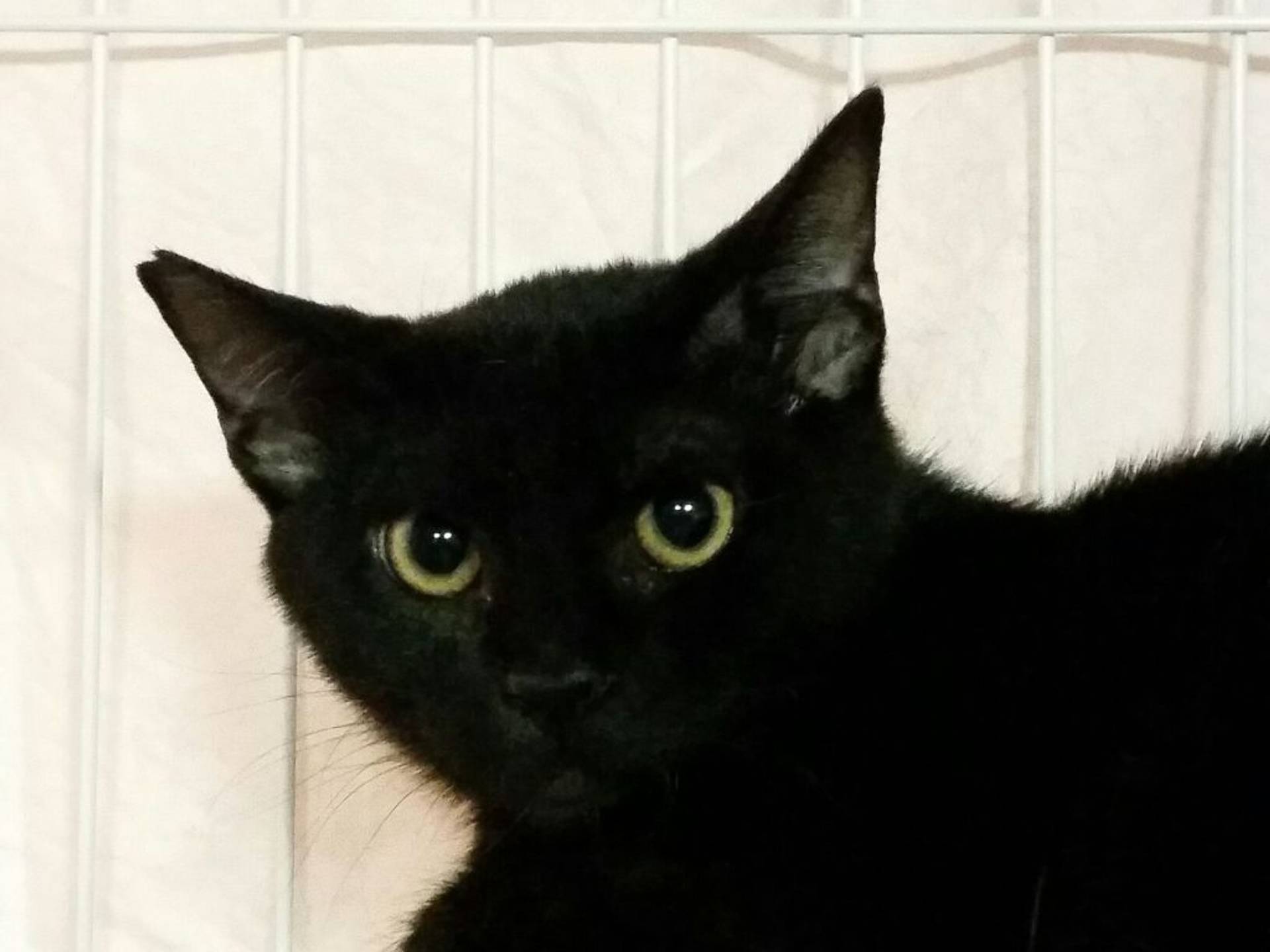 雑種（ミックス猫）・オスの里親募集の写真