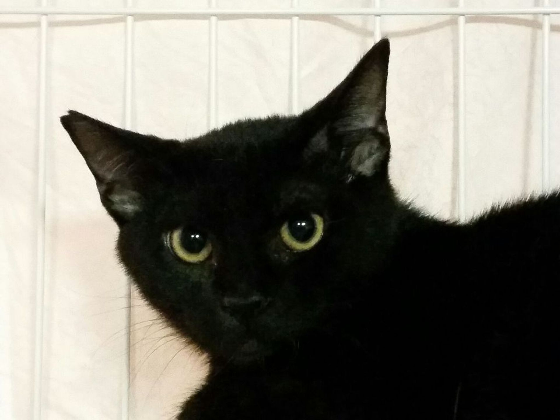 雑種（ミックス猫）・オスの里親募集の写真