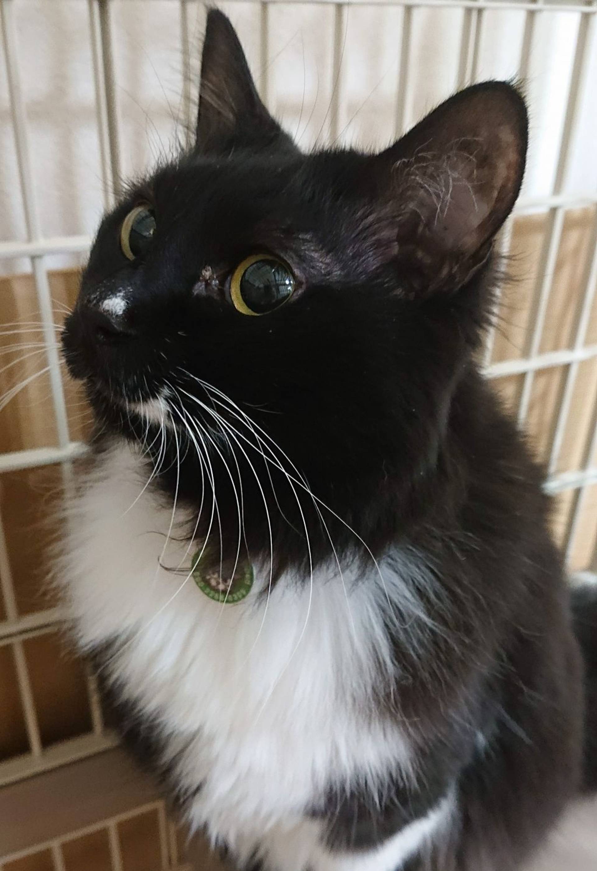 雑種（ミックス猫）・メスの里親募集の写真