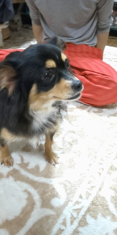 ろいちゃんの写真