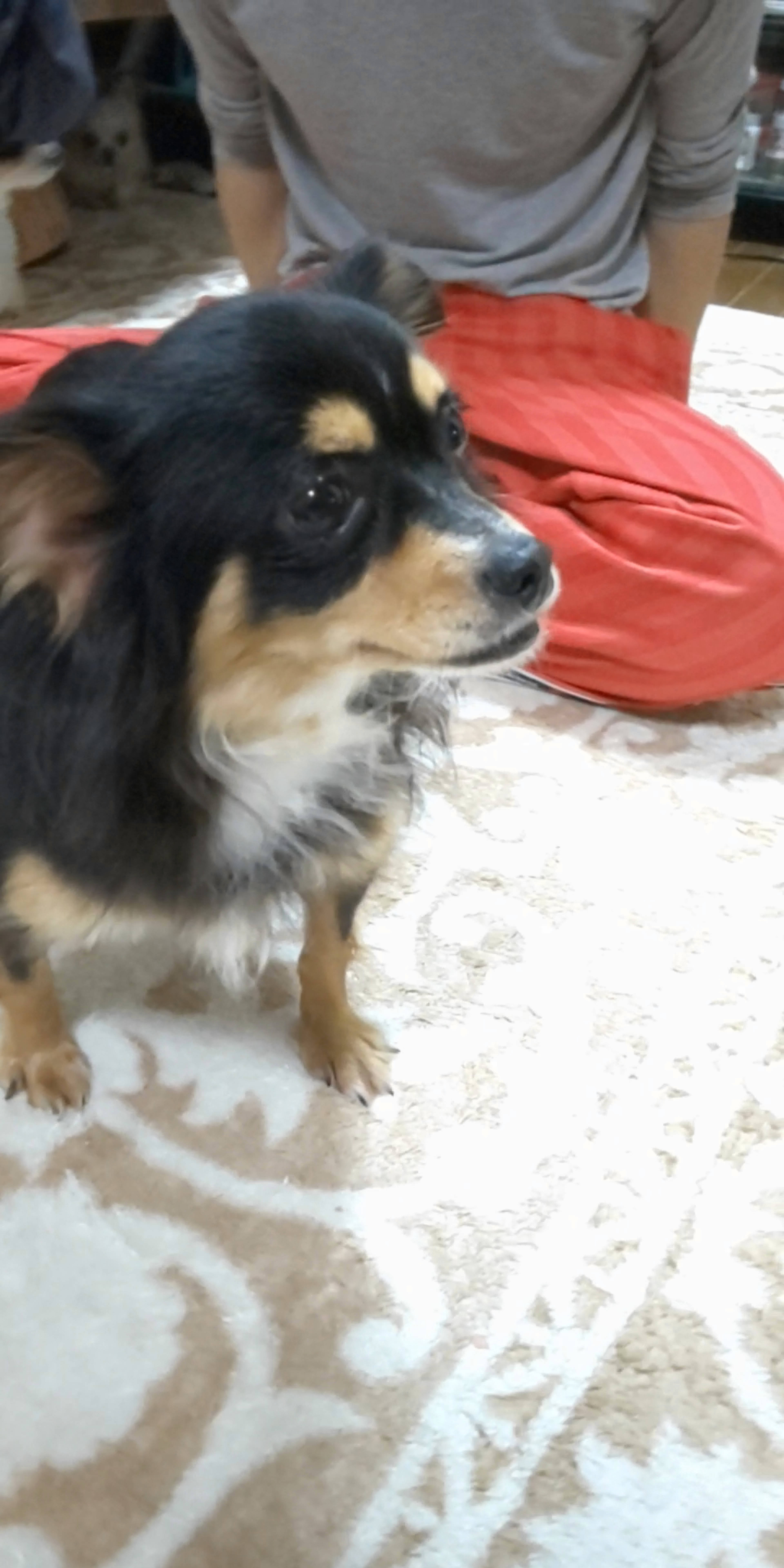 雑種（ミックス犬）・メスの里親募集の写真