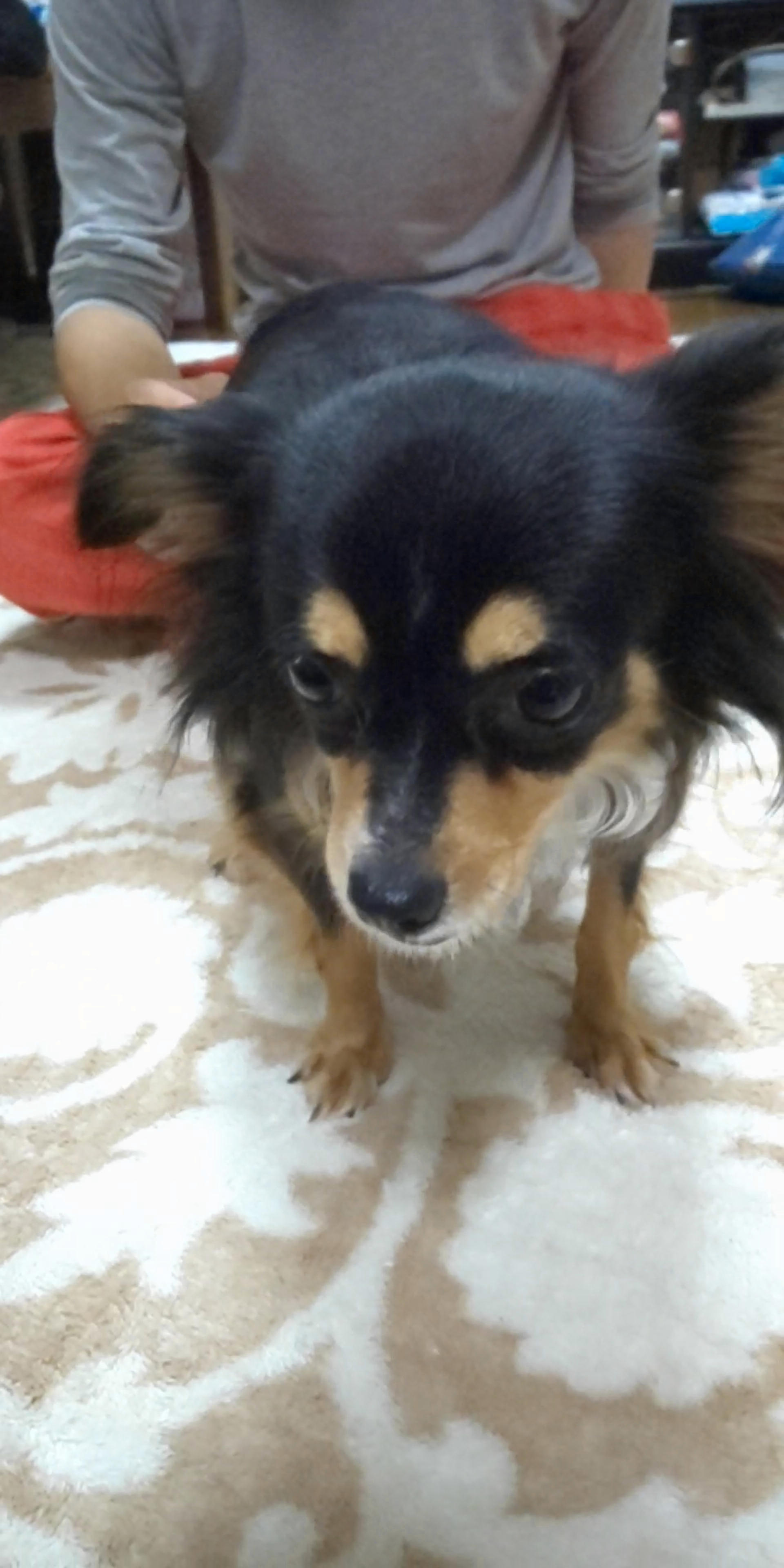 pet-image-3