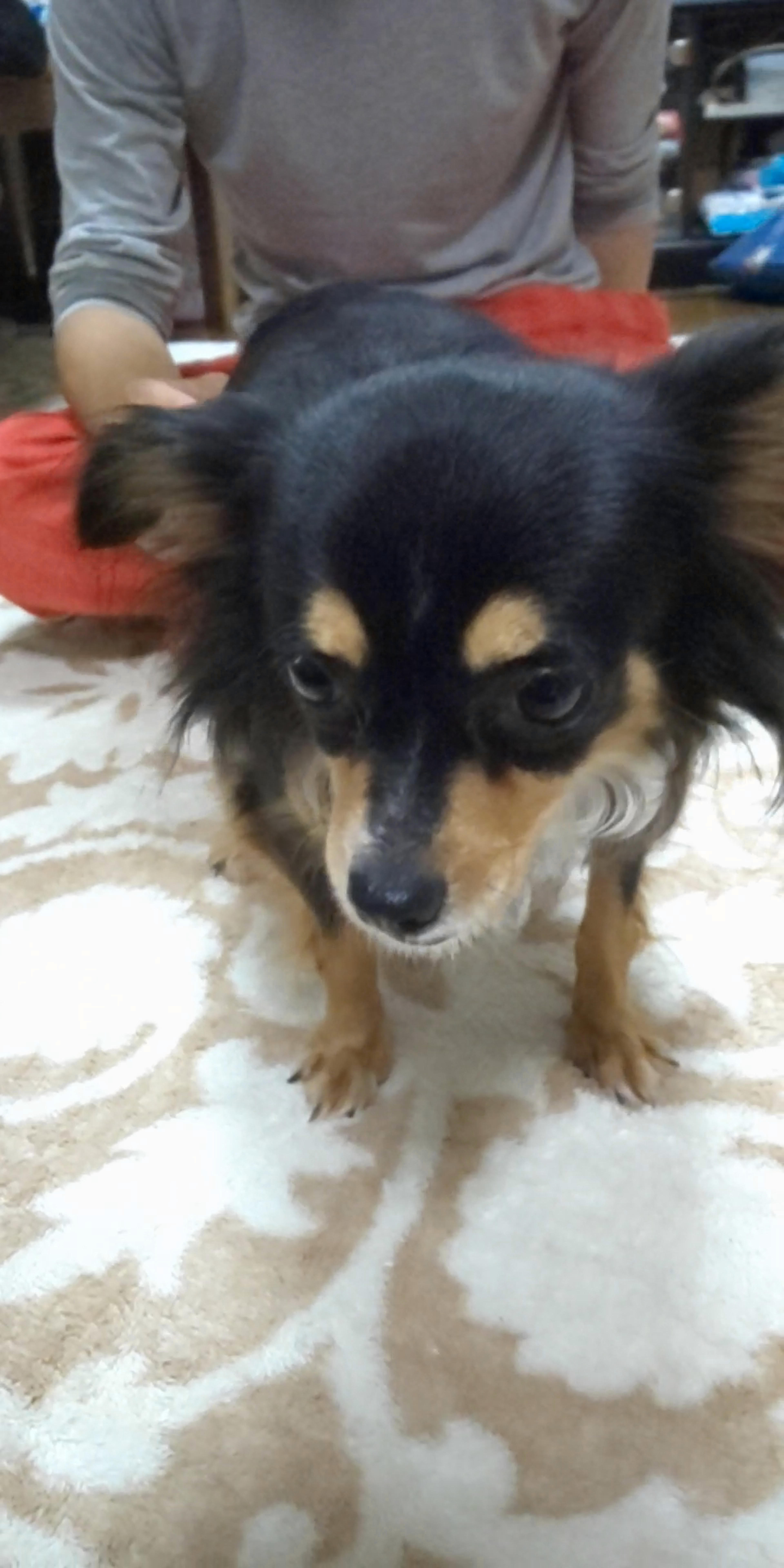 pet-image-3