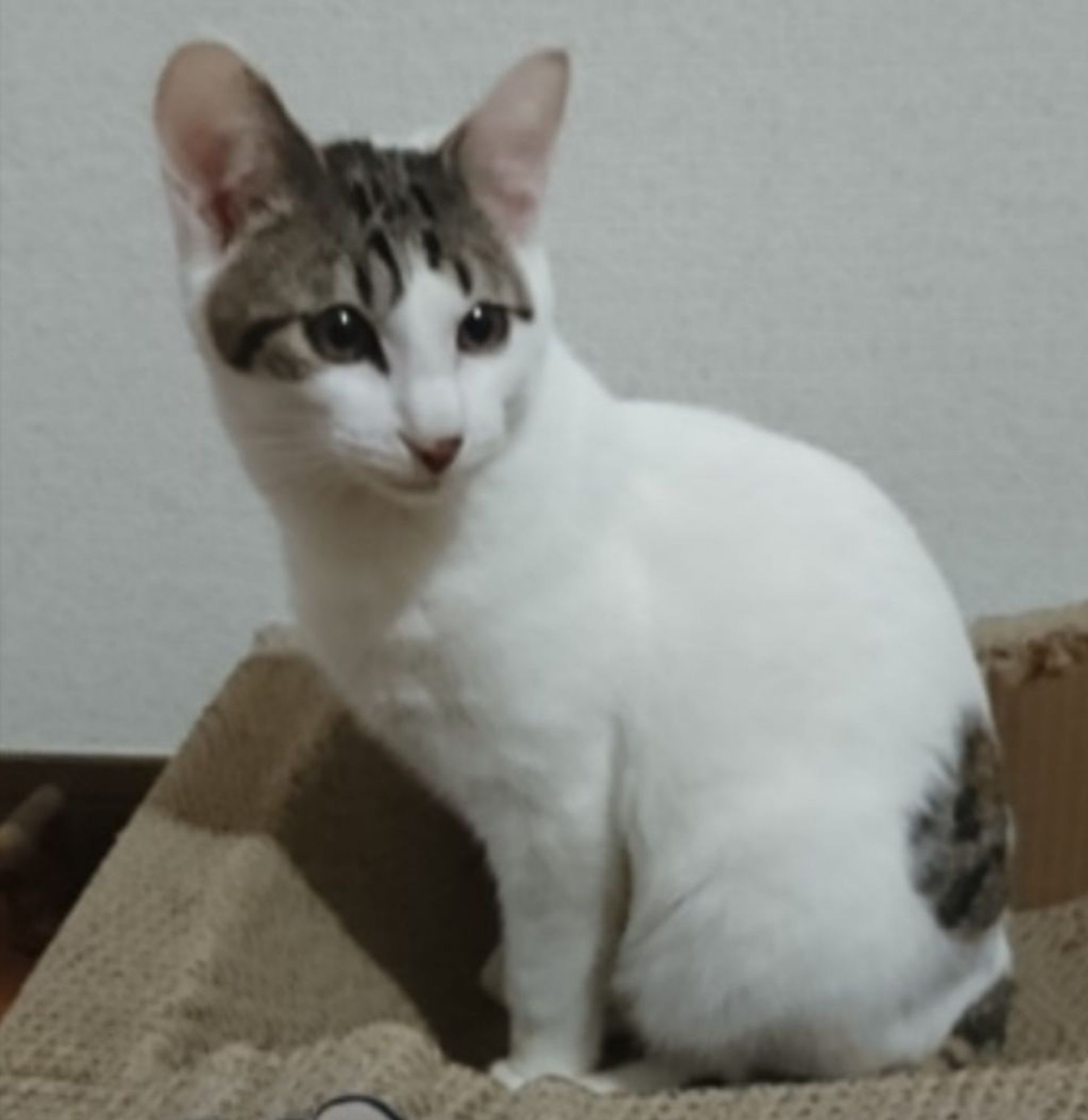 雑種（ミックス猫）・オスの里親募集の写真