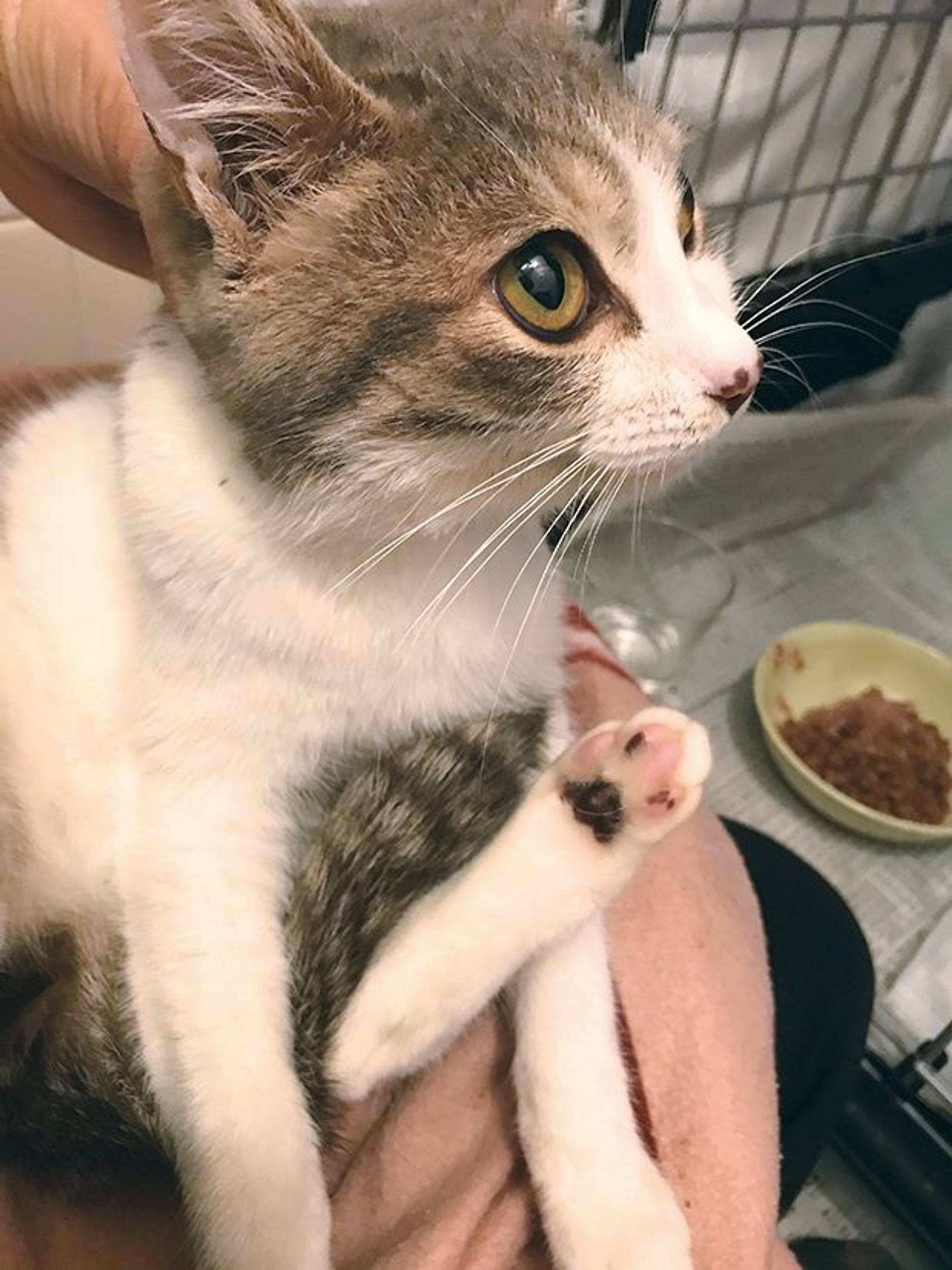 雑種（ミックス猫）・オスの里親募集の写真