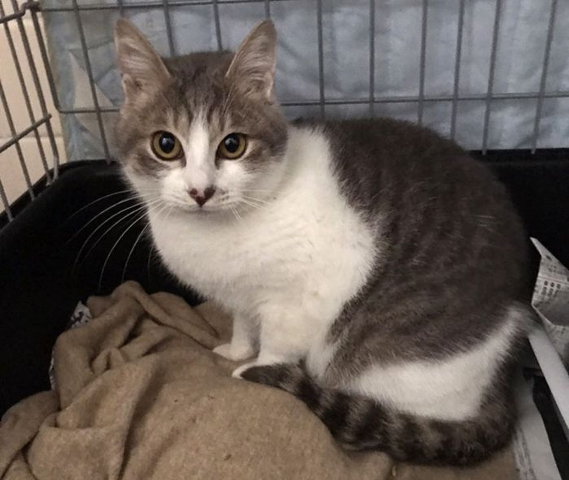 雑種（ミックス猫）・オスの里親募集の写真