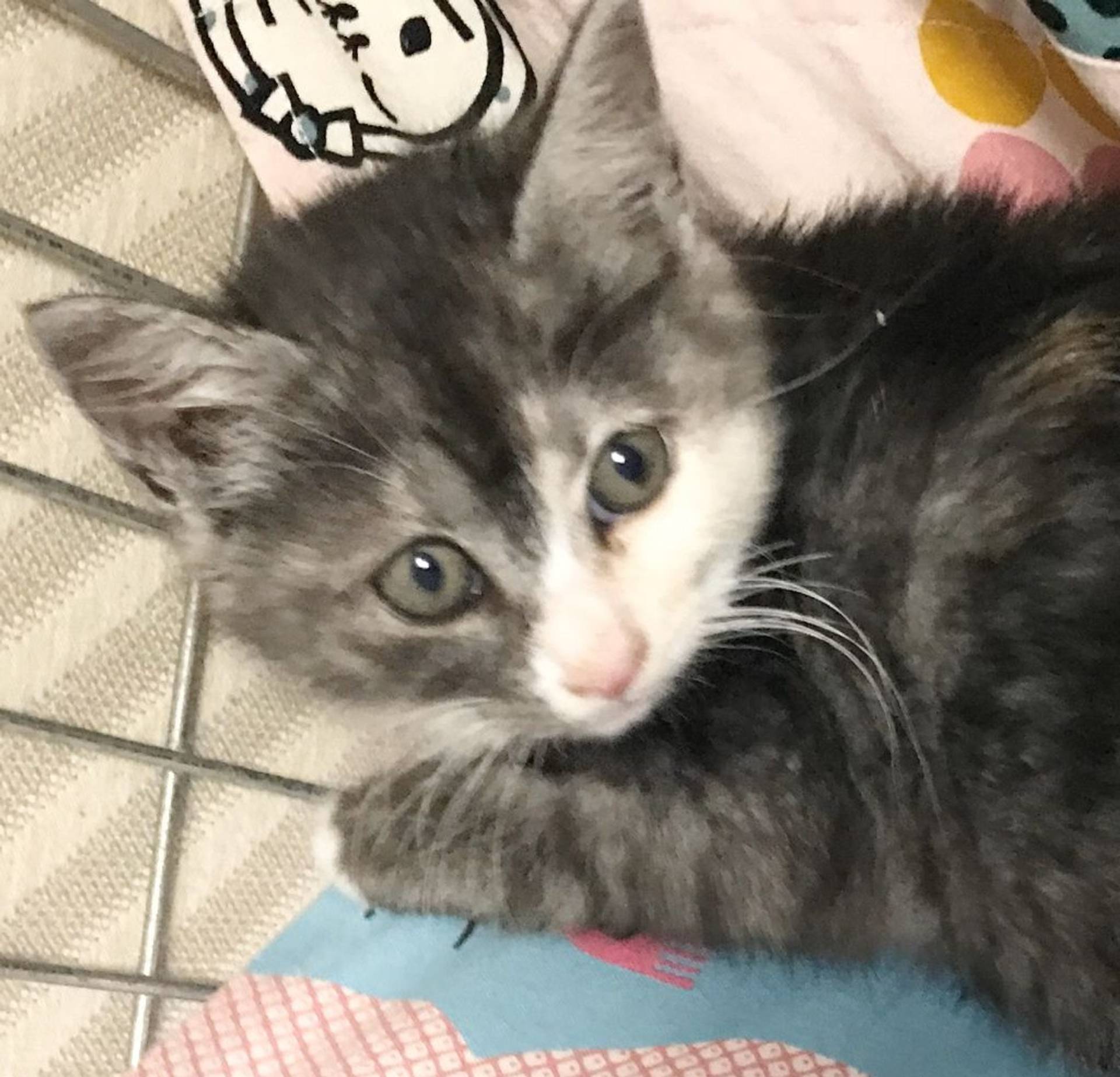 雑種（ミックス猫）・メスの里親募集の写真