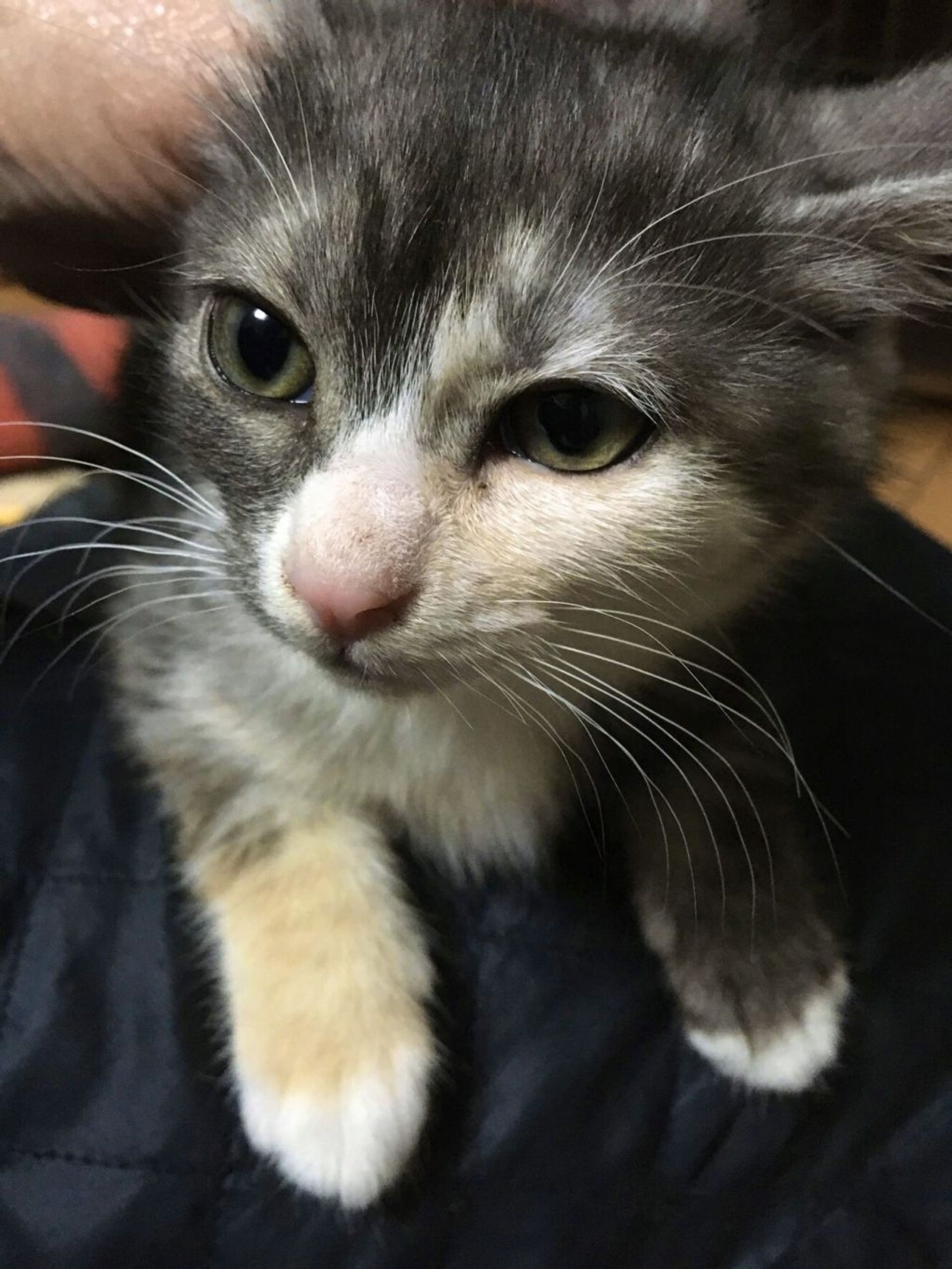 雑種（ミックス猫）・メスの里親募集の写真