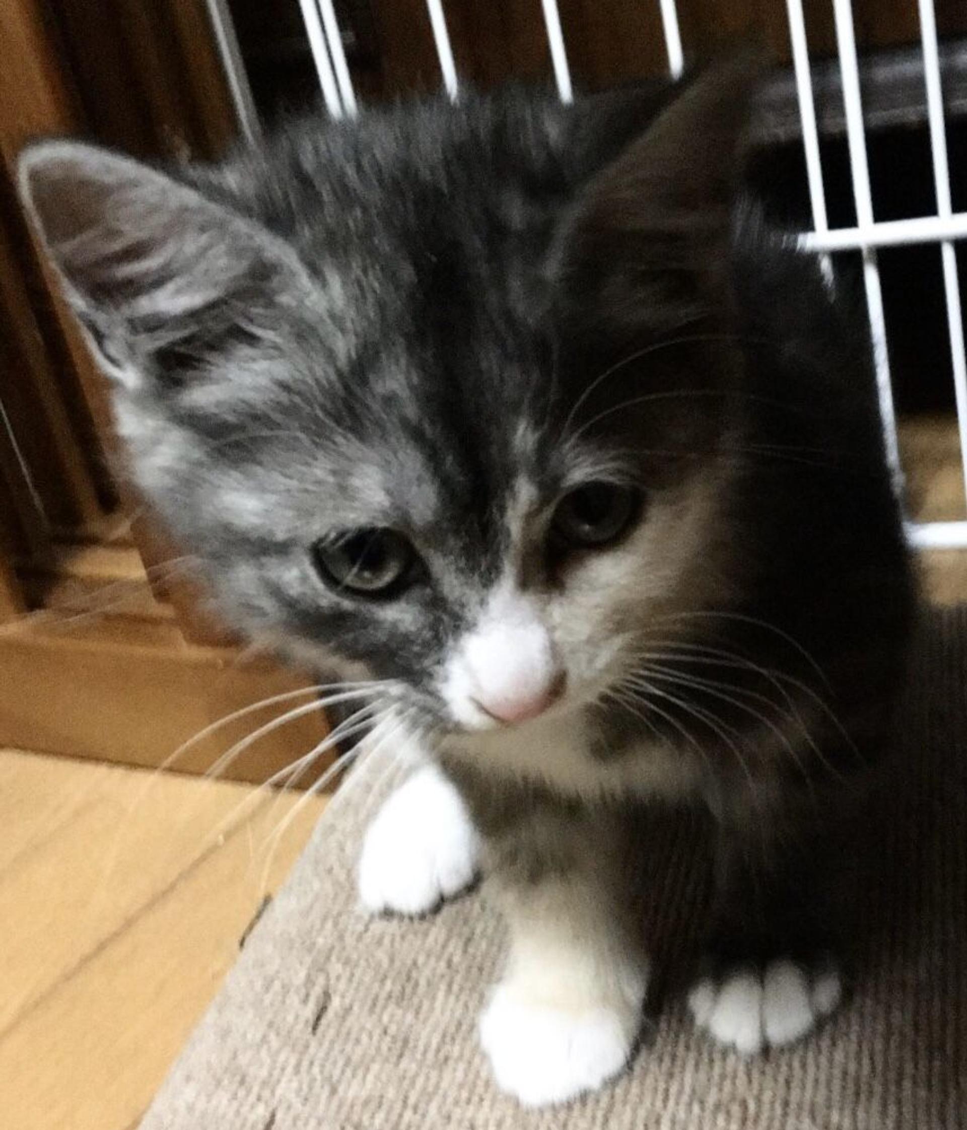 pet-image-3