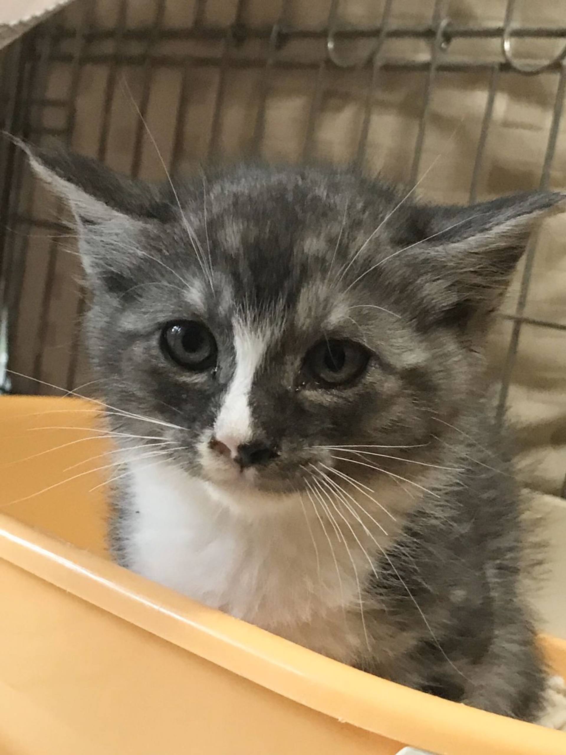雑種（ミックス猫）・オスの里親募集の写真