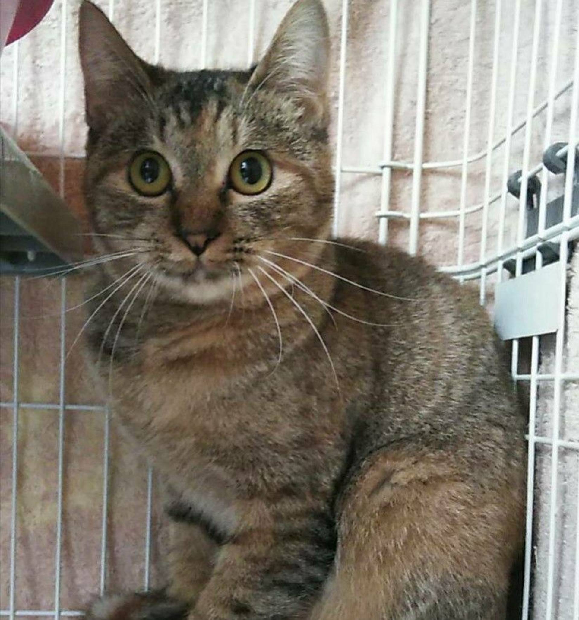 雑種（ミックス猫）・メスの里親募集の写真