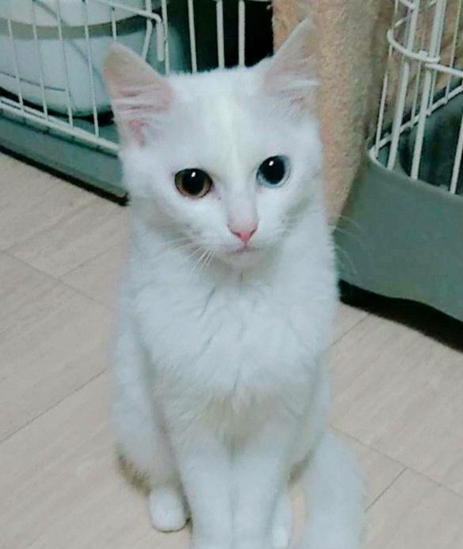 雑種（ミックス猫）・メスの里親募集の写真
