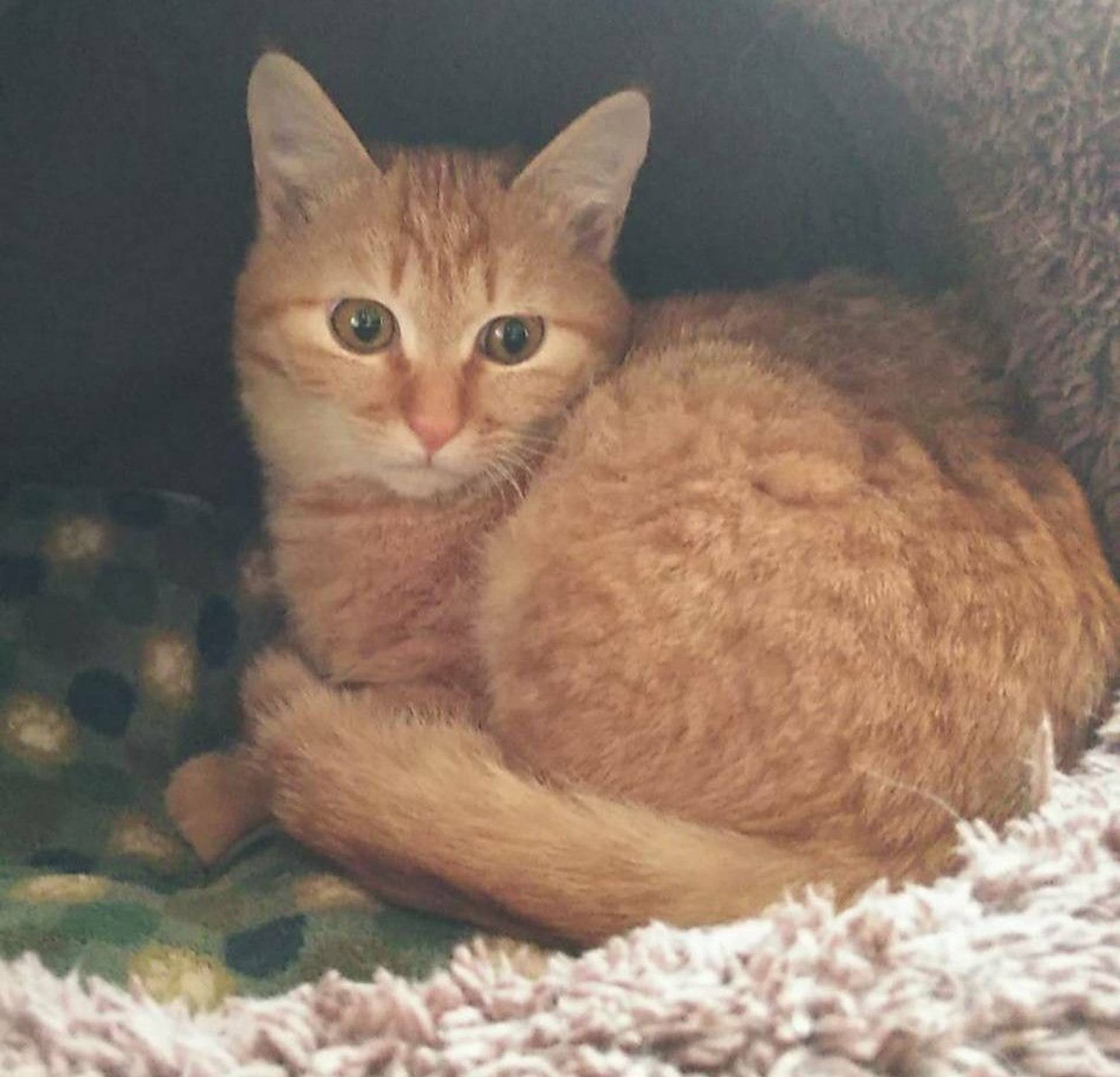 雑種（ミックス猫）・オスの里親募集の写真