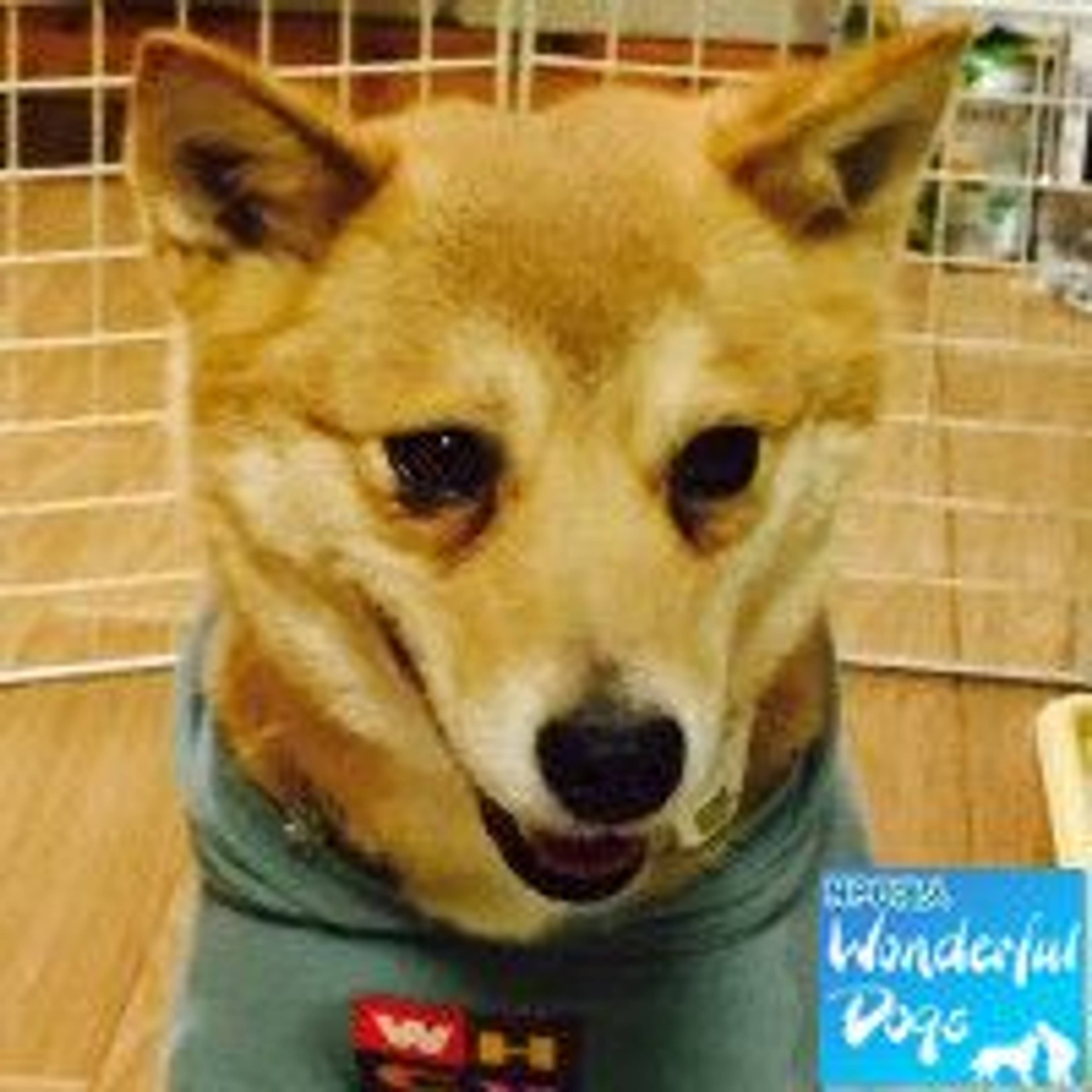 雑種（ミックス犬）・メスの里親募集の写真