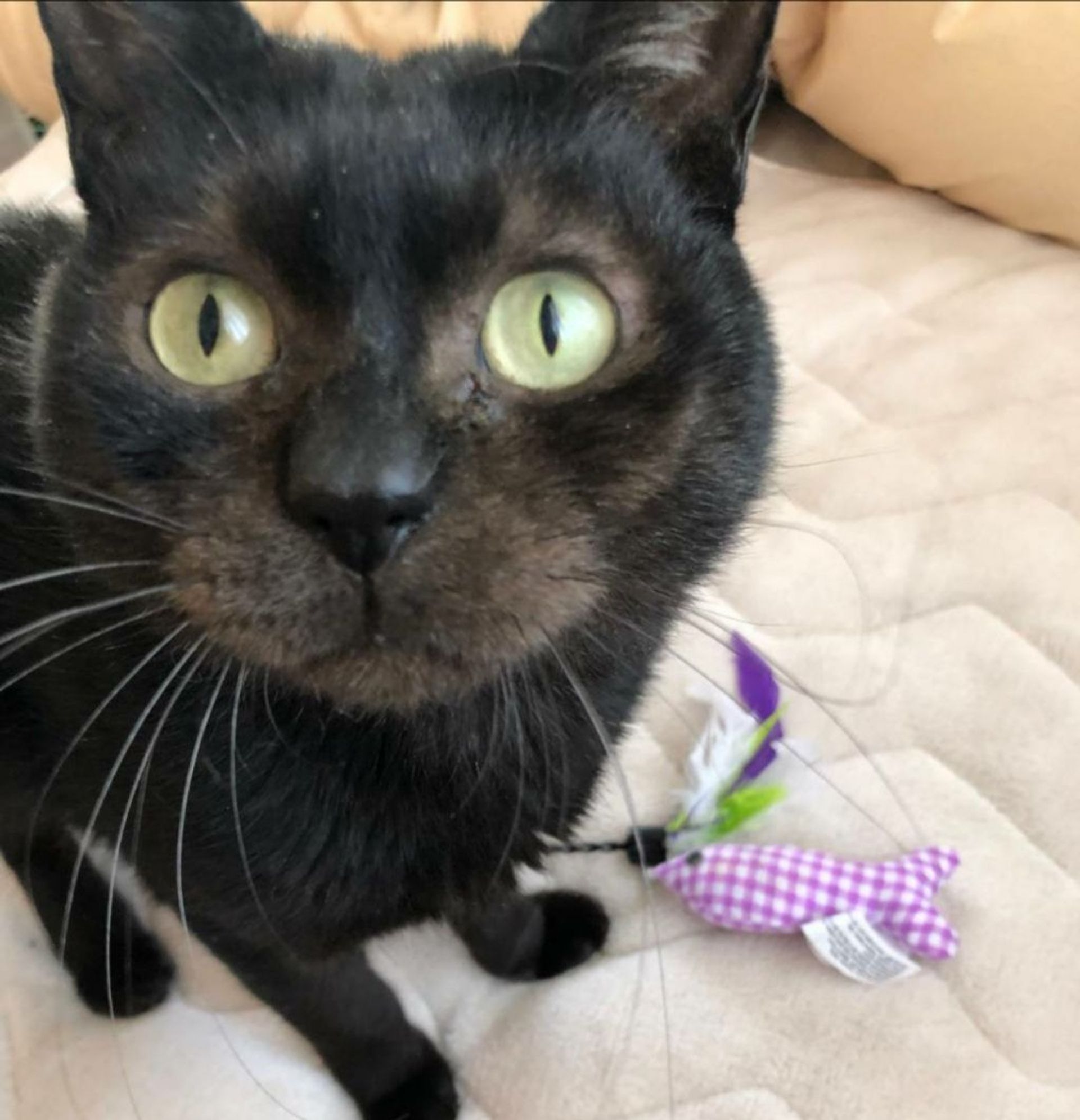 雑種（ミックス猫）・オスの里親募集の写真