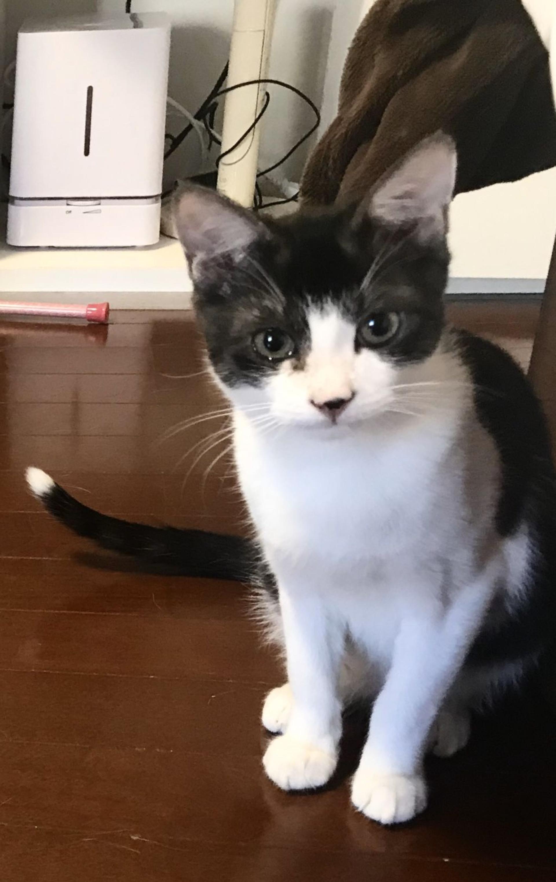pet-image-2
