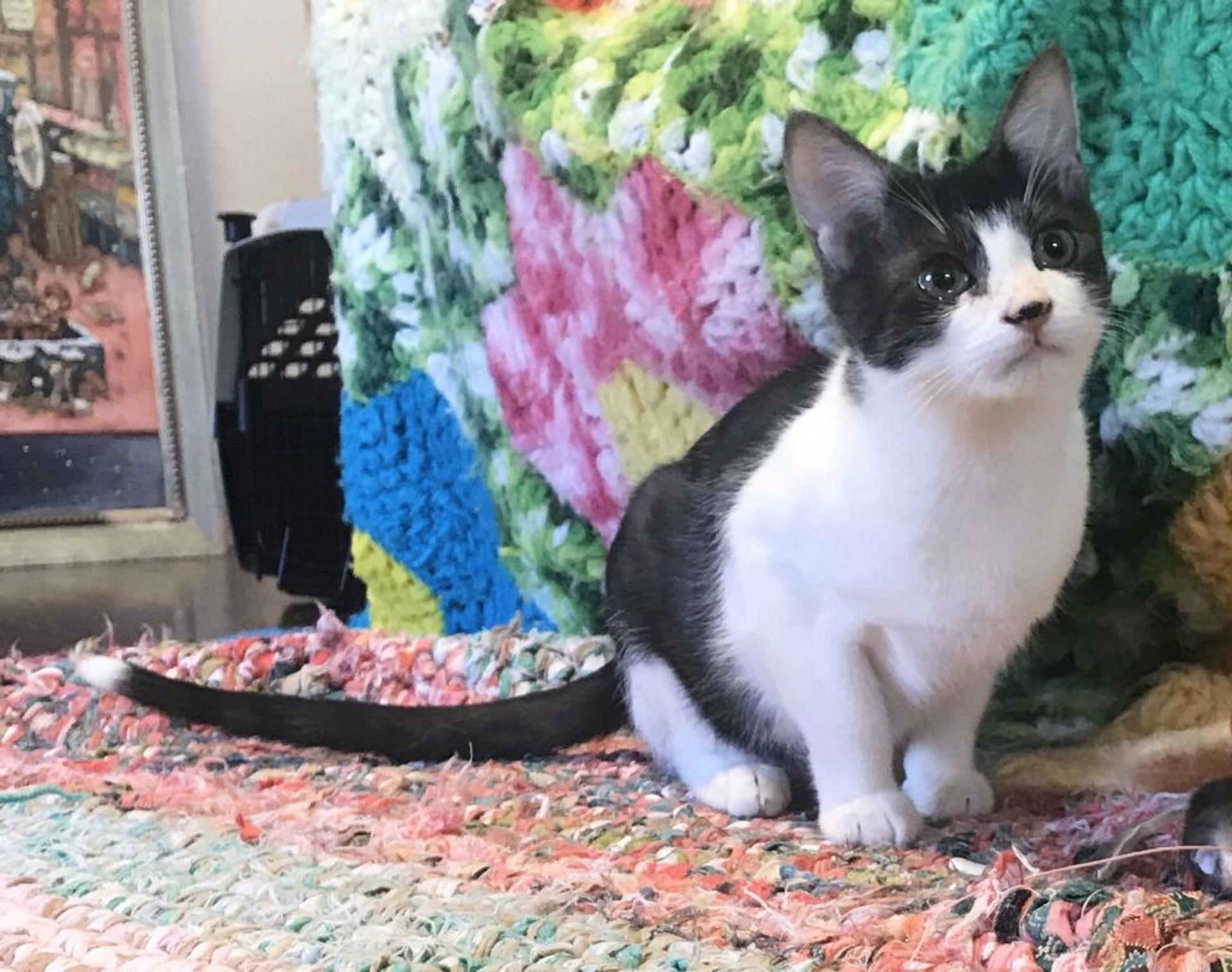 雑種（ミックス猫）・オスの里親募集の写真