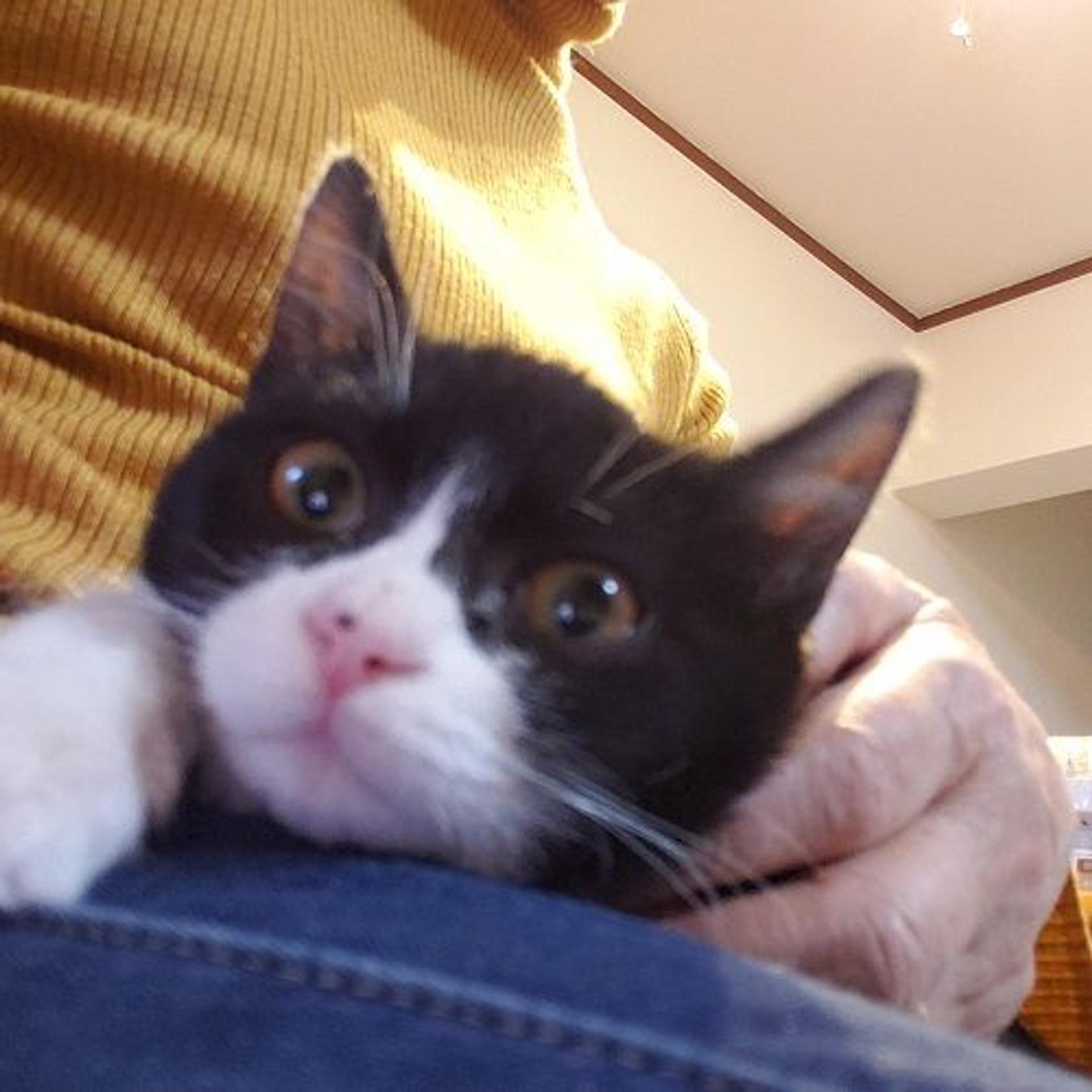 pet-image-4