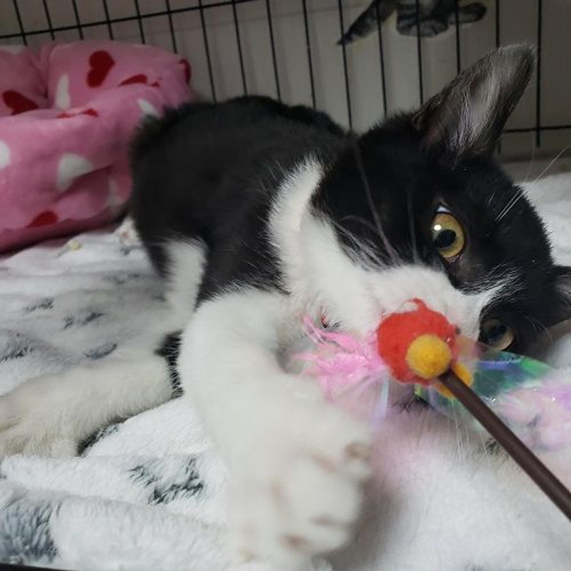 pet-image-7