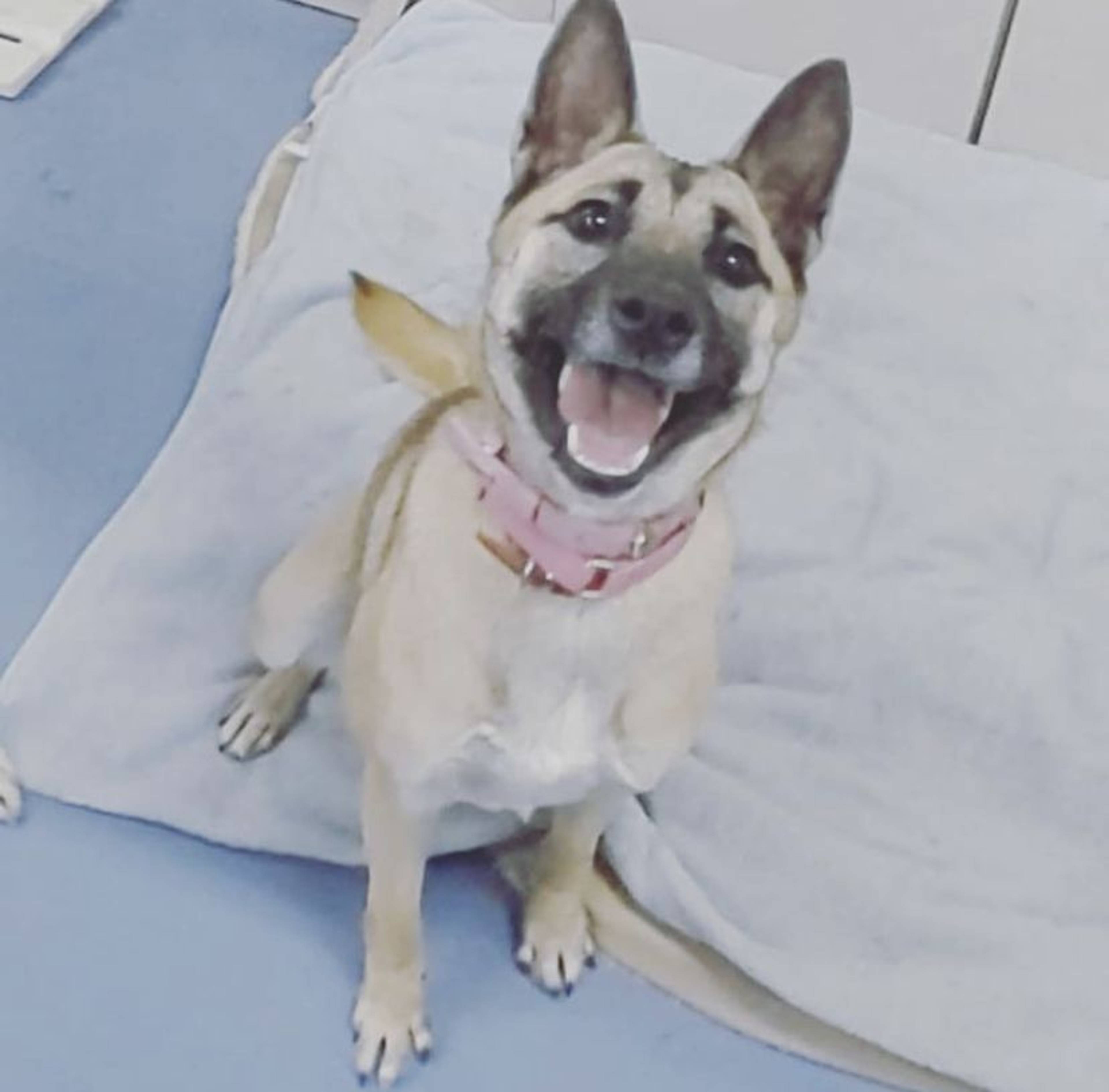 雑種（ミックス犬）・メスの里親募集の写真