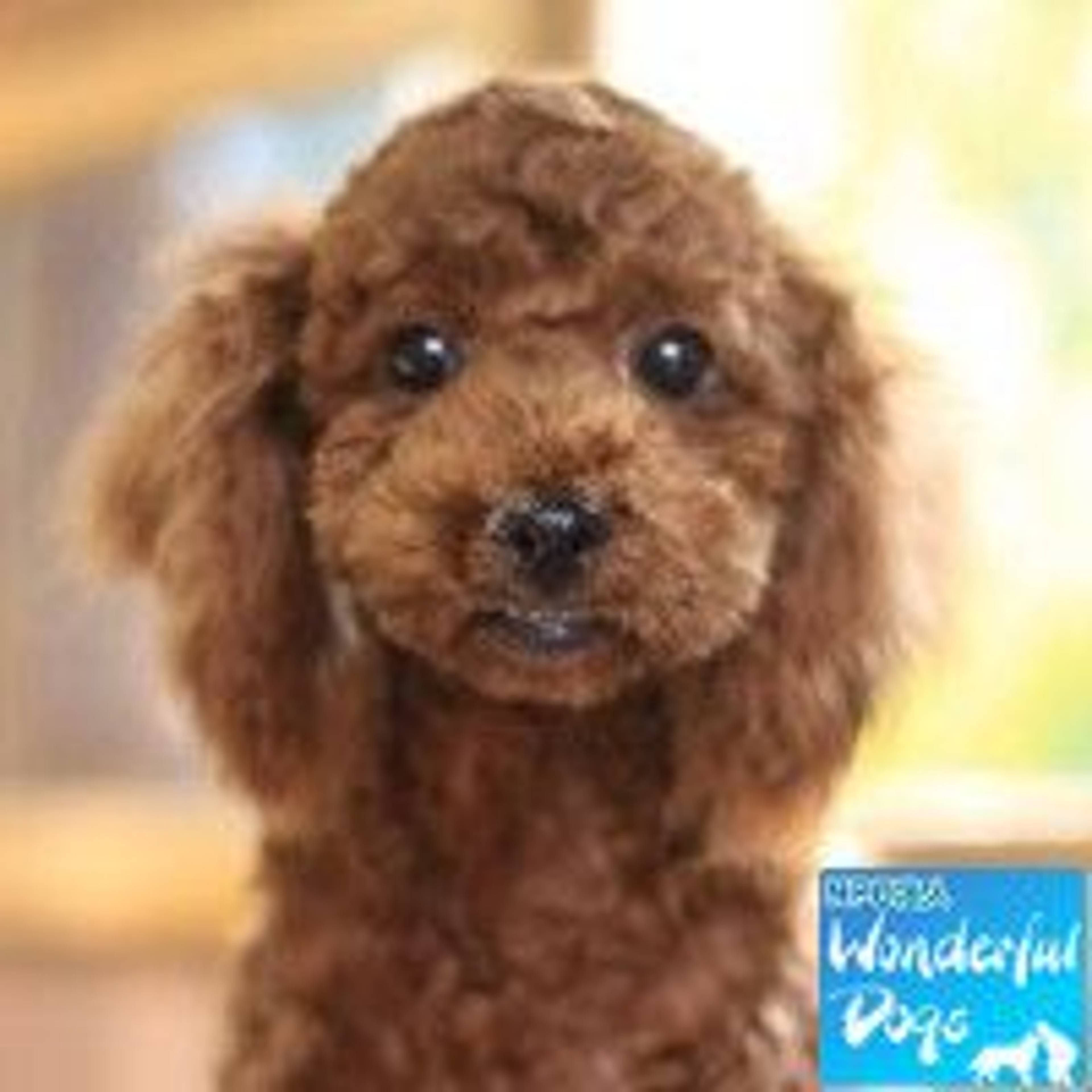 トイプードル・オスの里親募集の写真