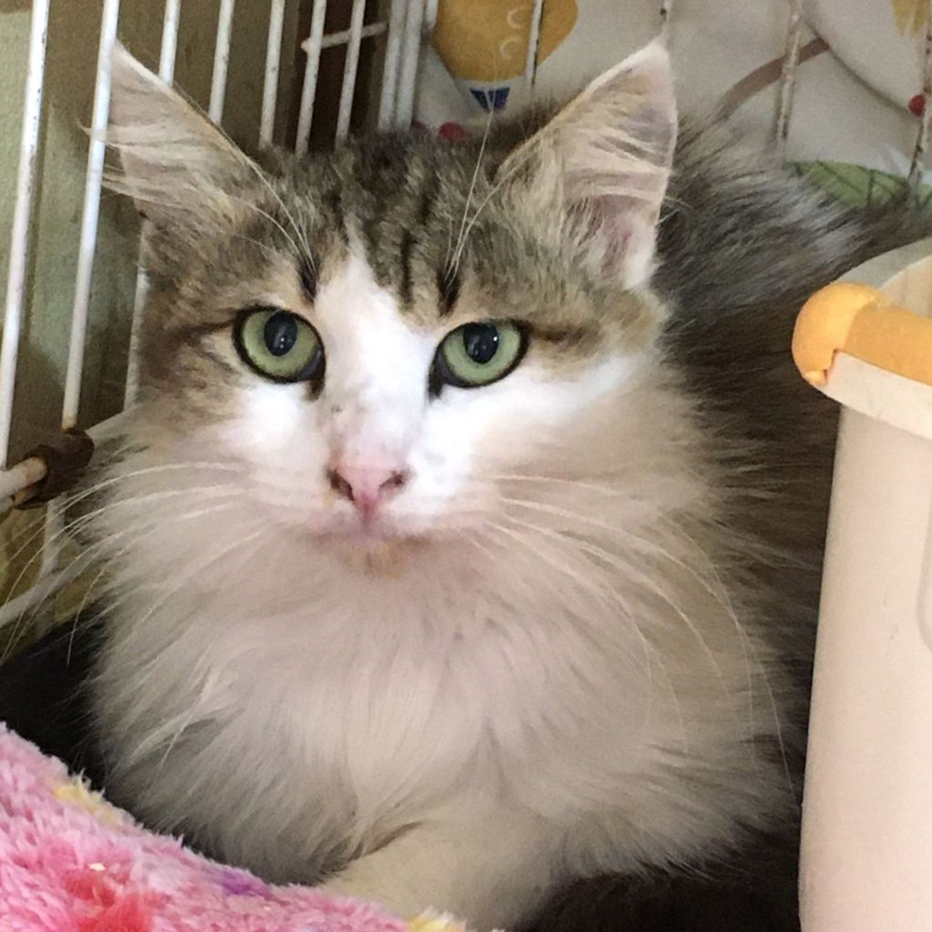 雑種（ミックス猫）・オスの里親募集の写真