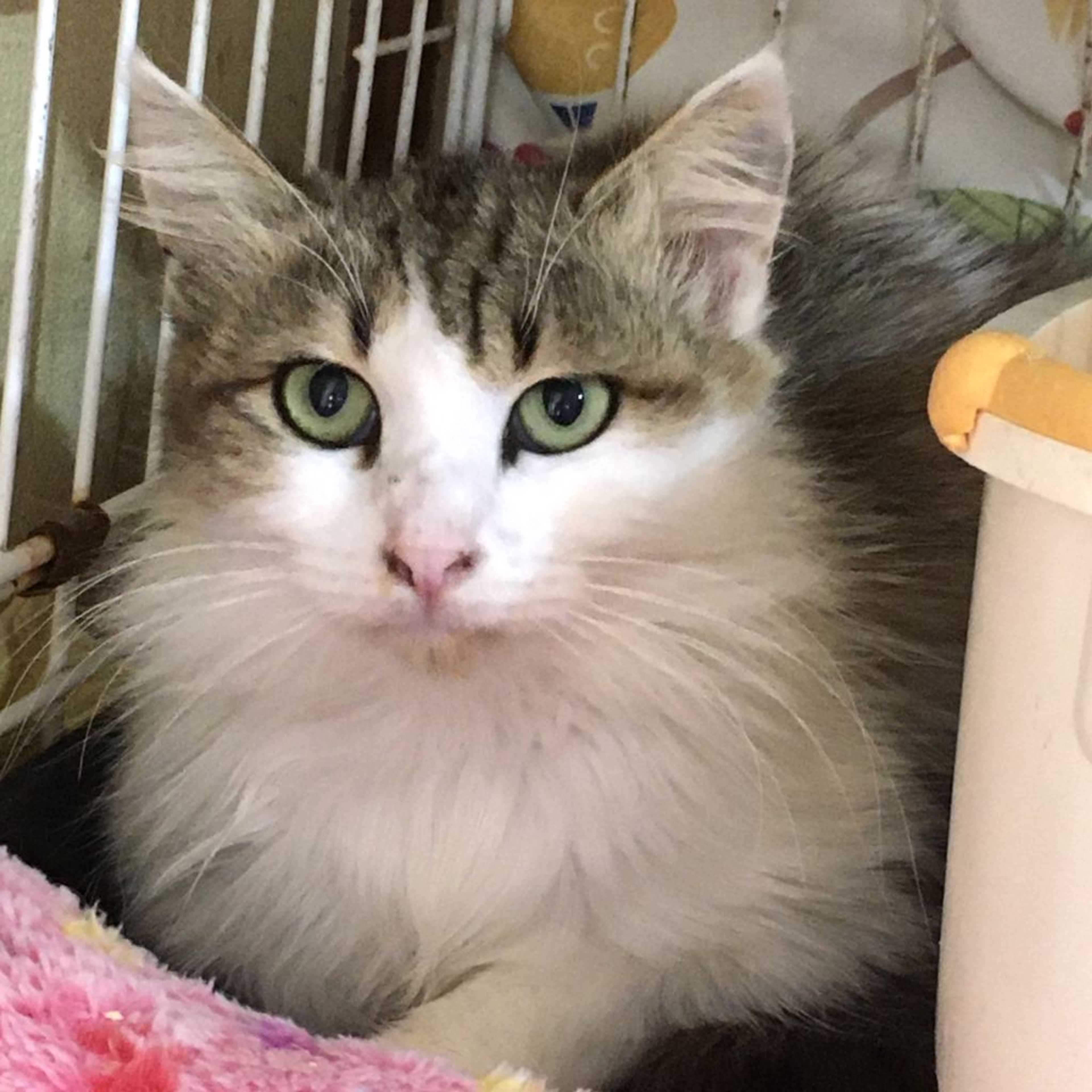 雑種（ミックス猫）・オスの里親募集の写真