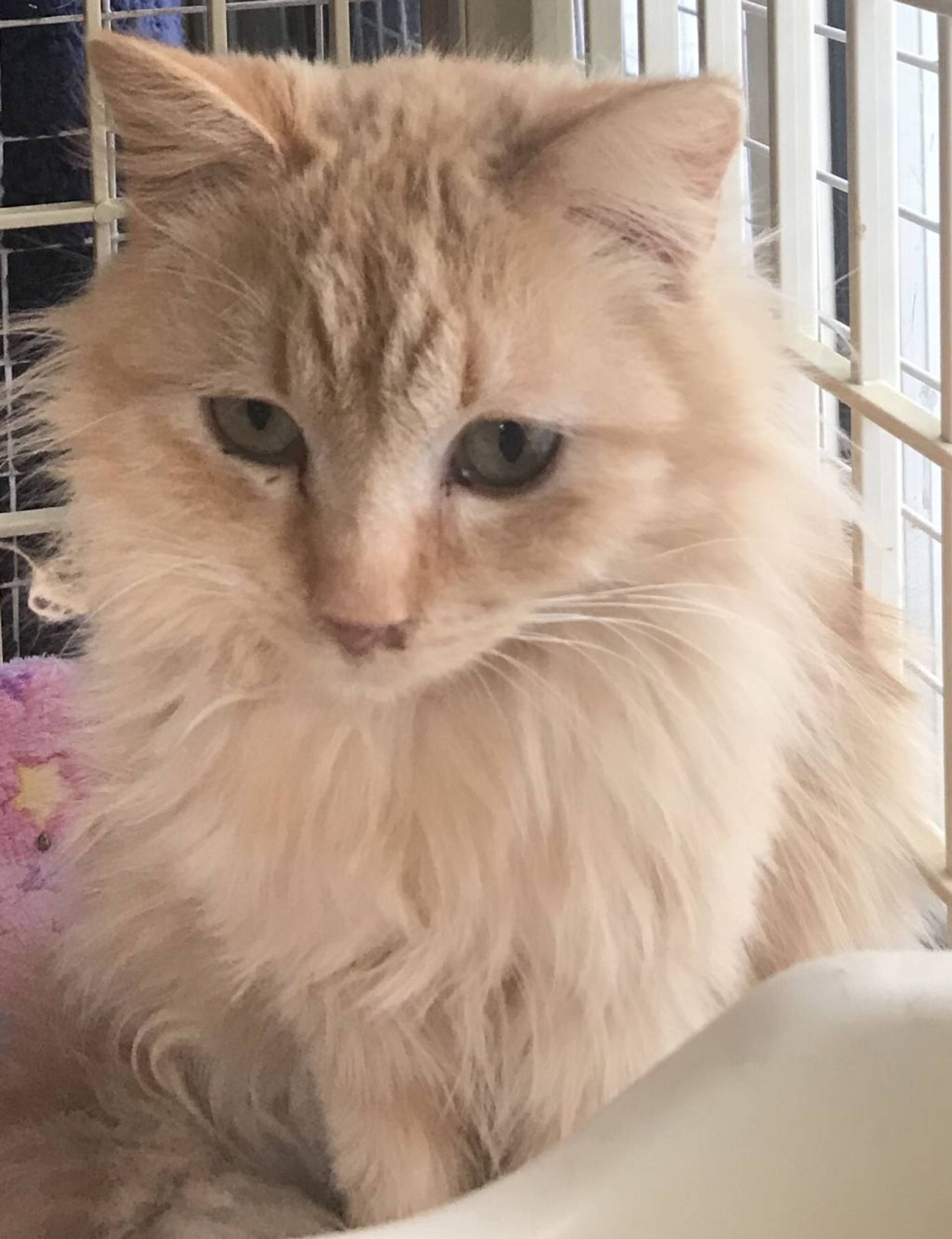雑種（ミックス猫）・オスの里親募集の写真