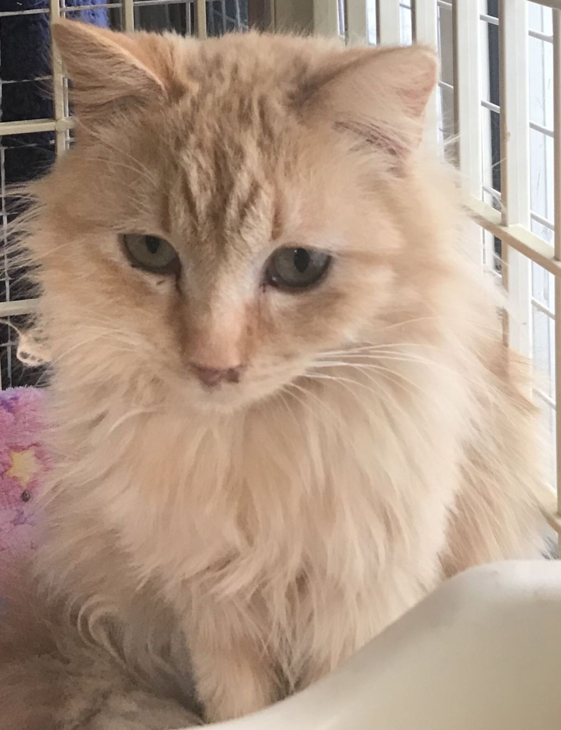 雑種（ミックス猫）・オスの里親募集の写真
