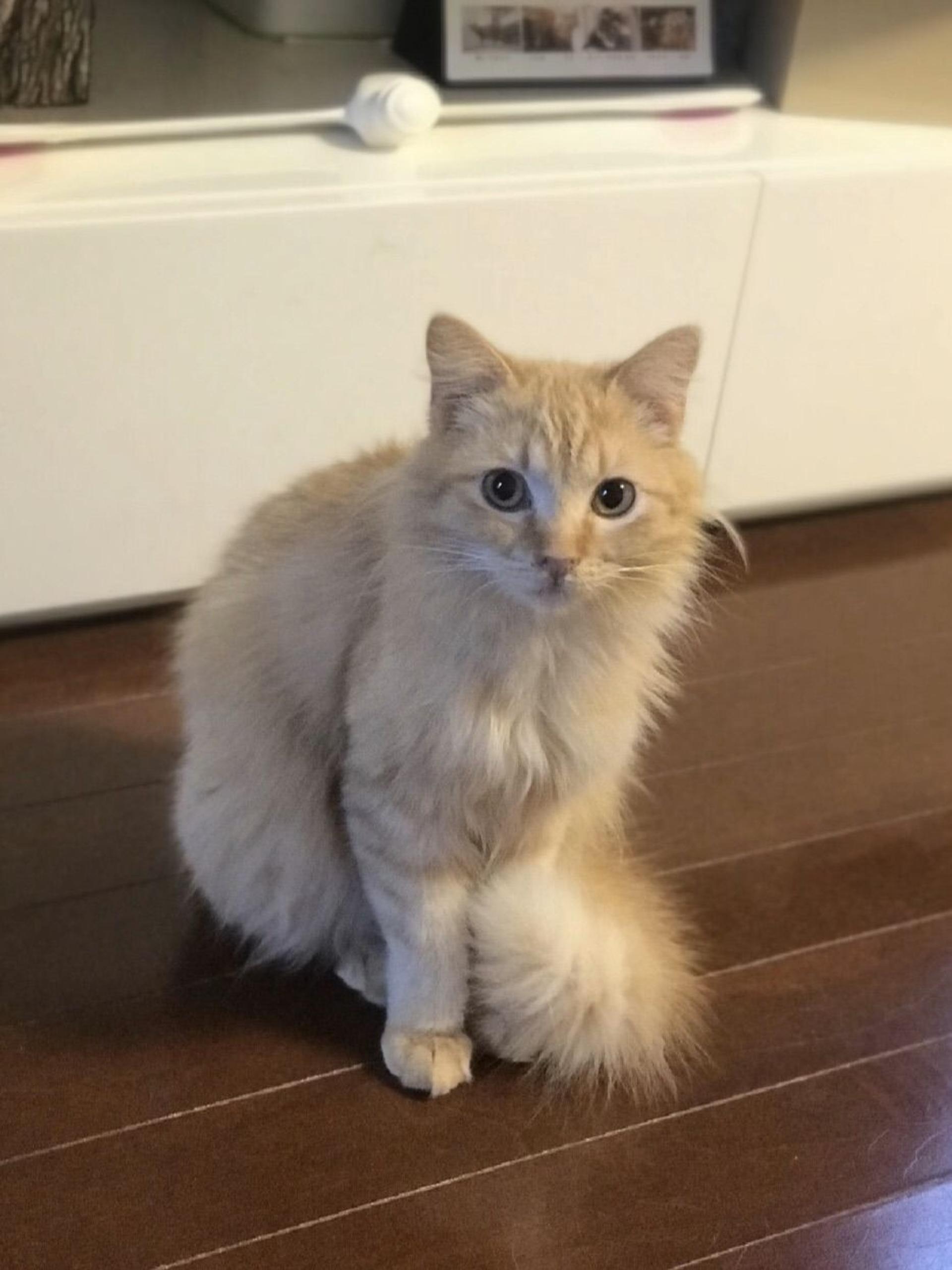 pet-image-3