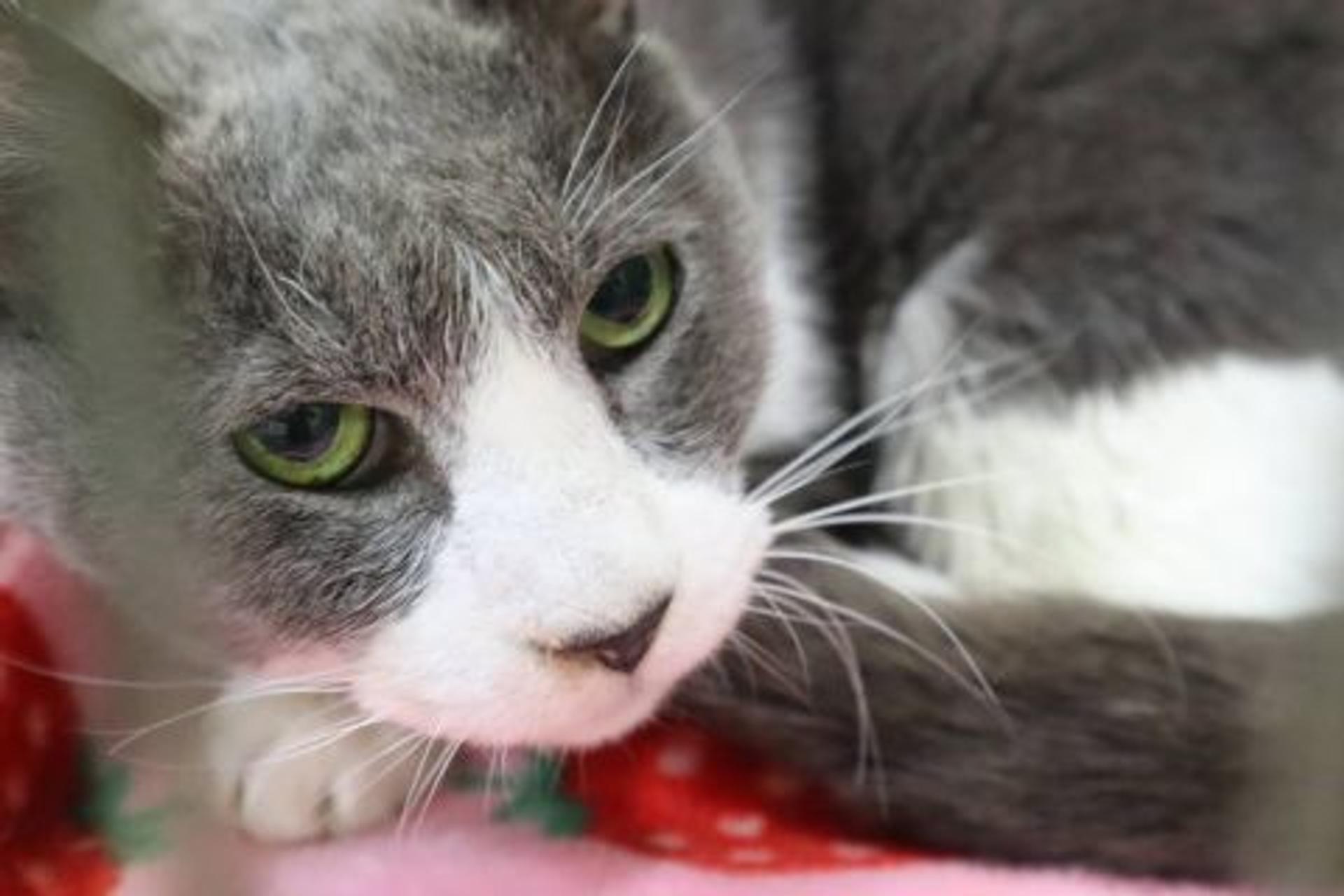 pet-image-2