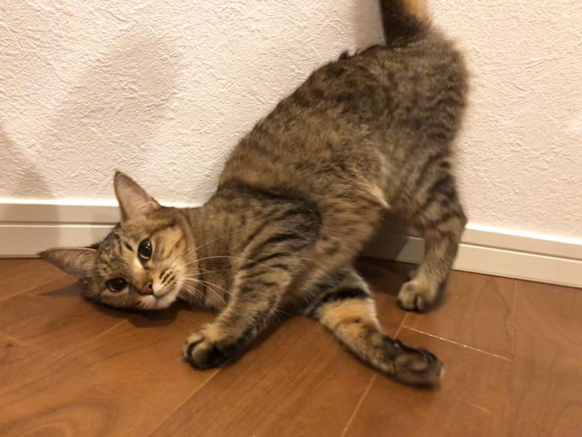 雑種（ミックス猫）・メスの里親募集の写真