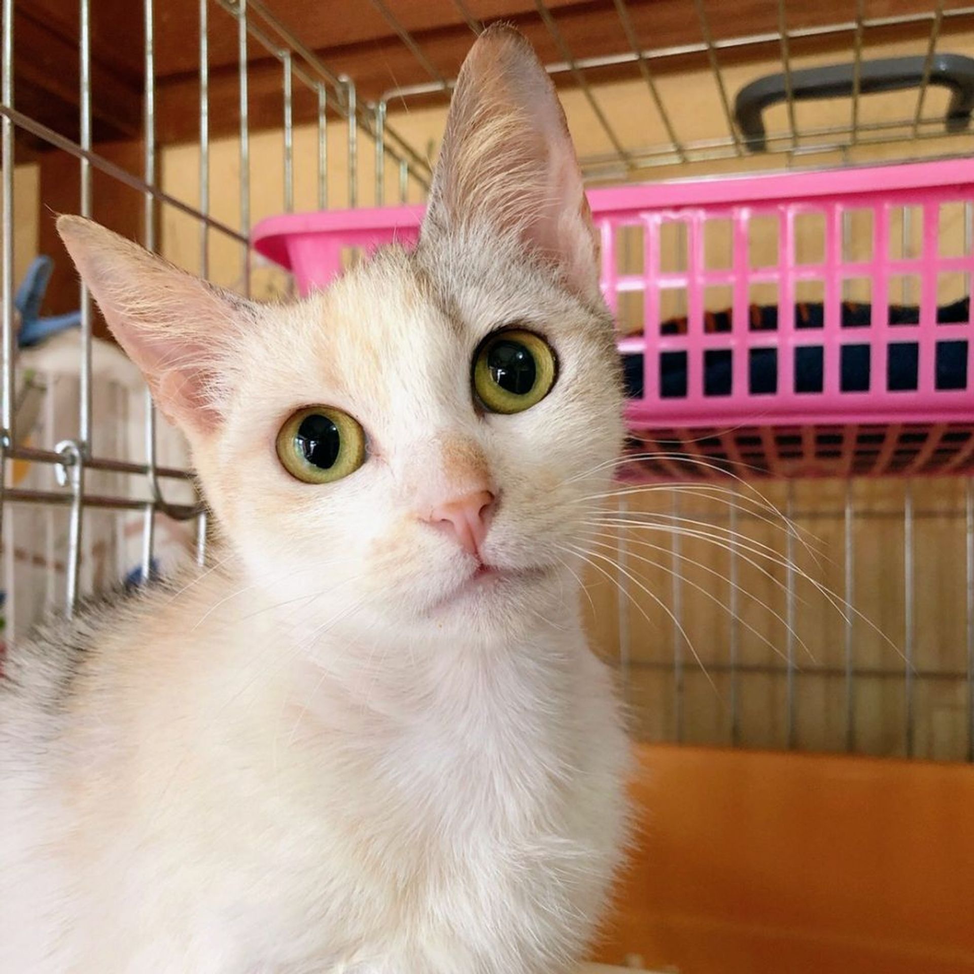 雑種（ミックス猫）・メスの里親募集の写真