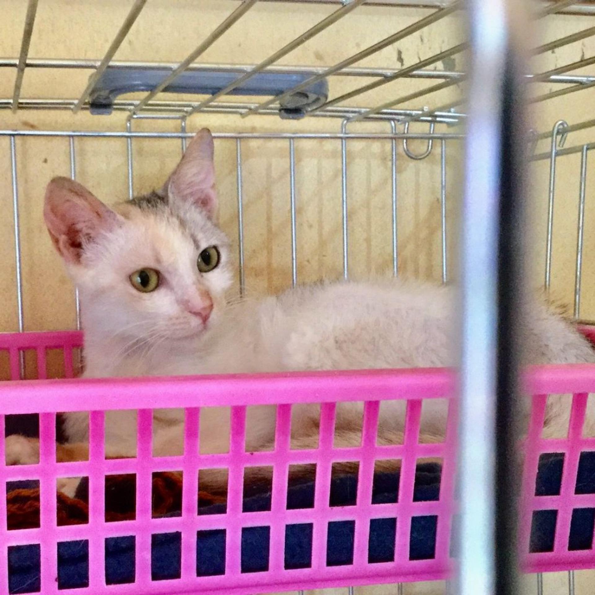 pet-image-2