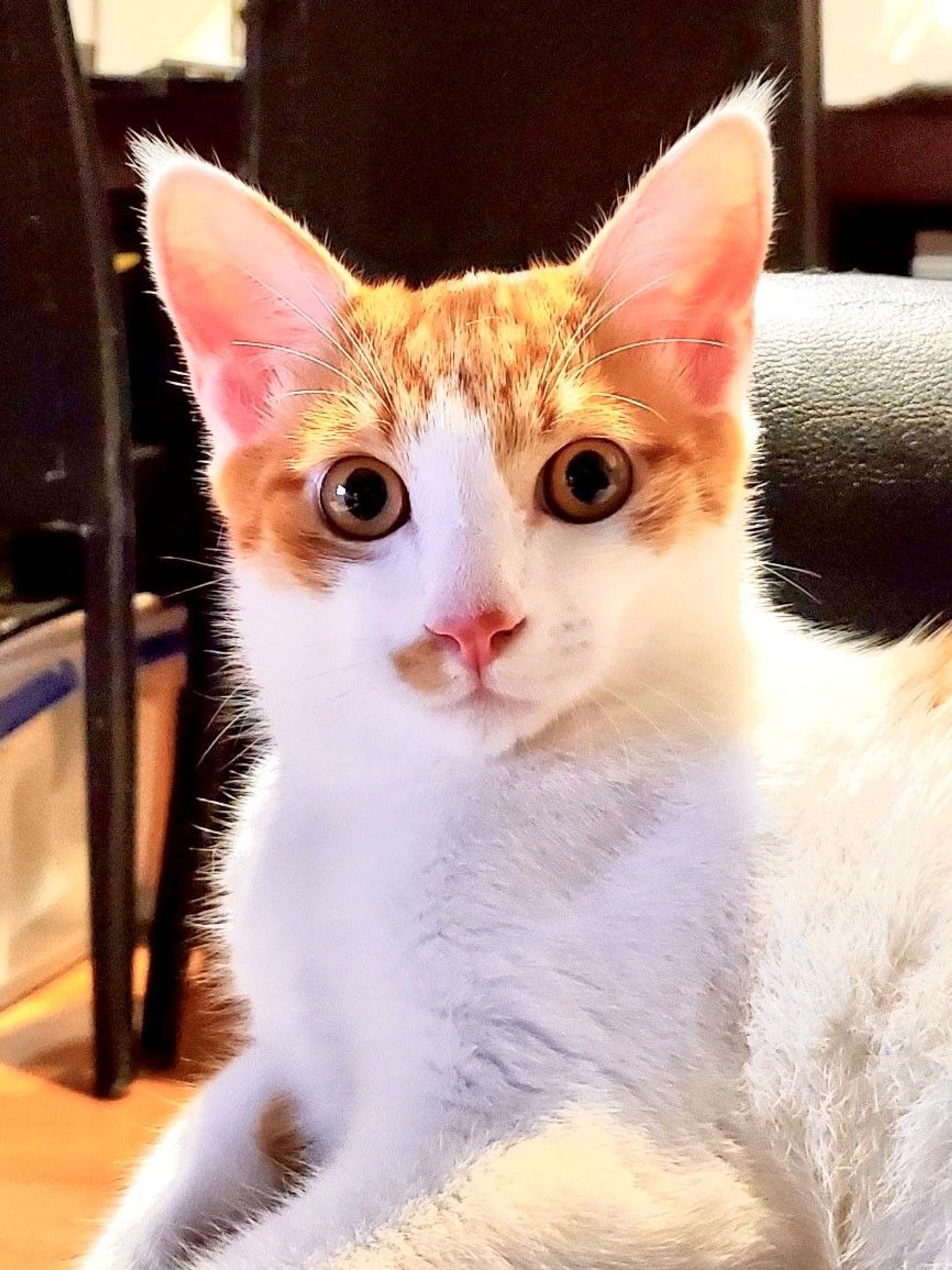 雑種（ミックス猫）・オスの里親募集の写真