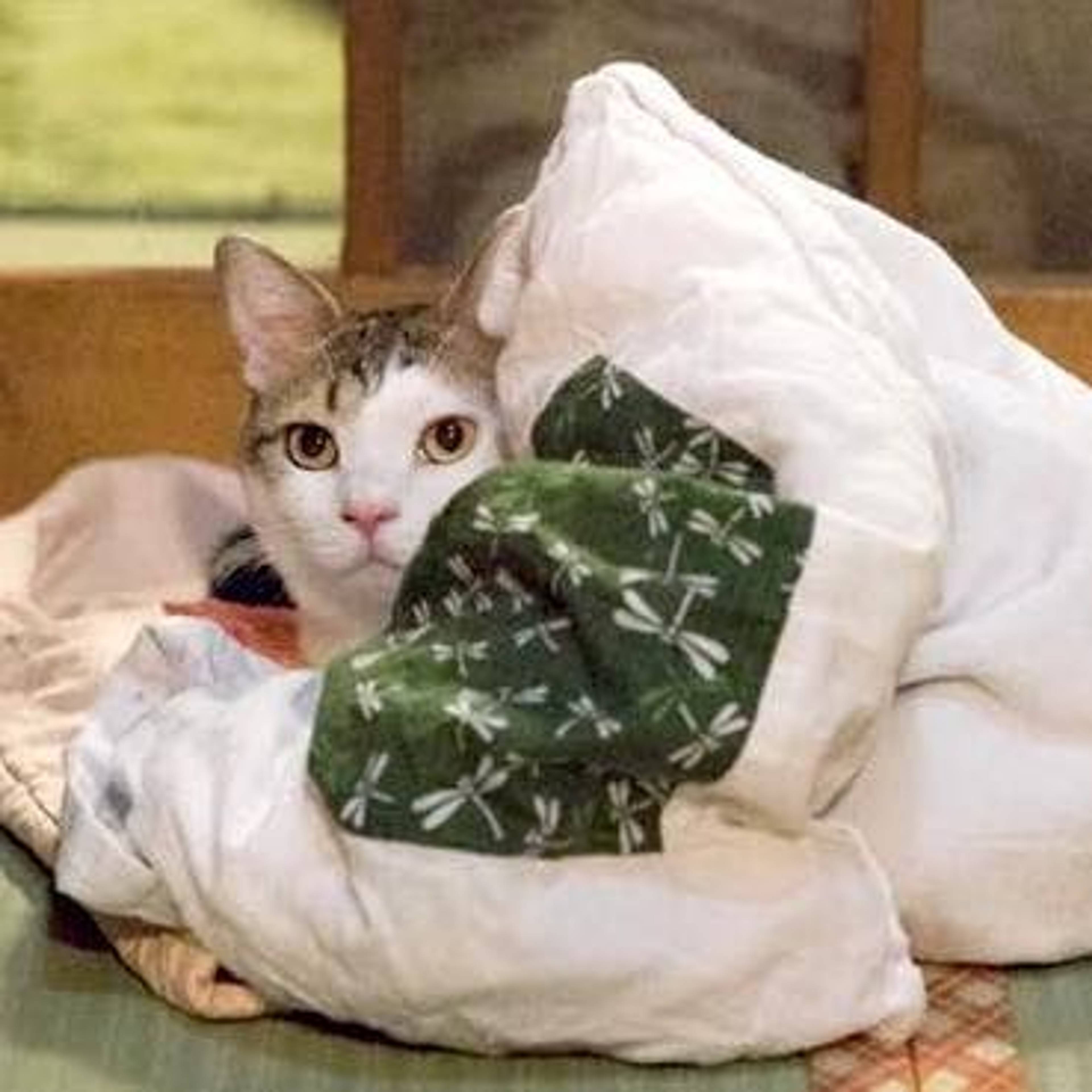 雑種（ミックス猫）・オスの里親募集の写真