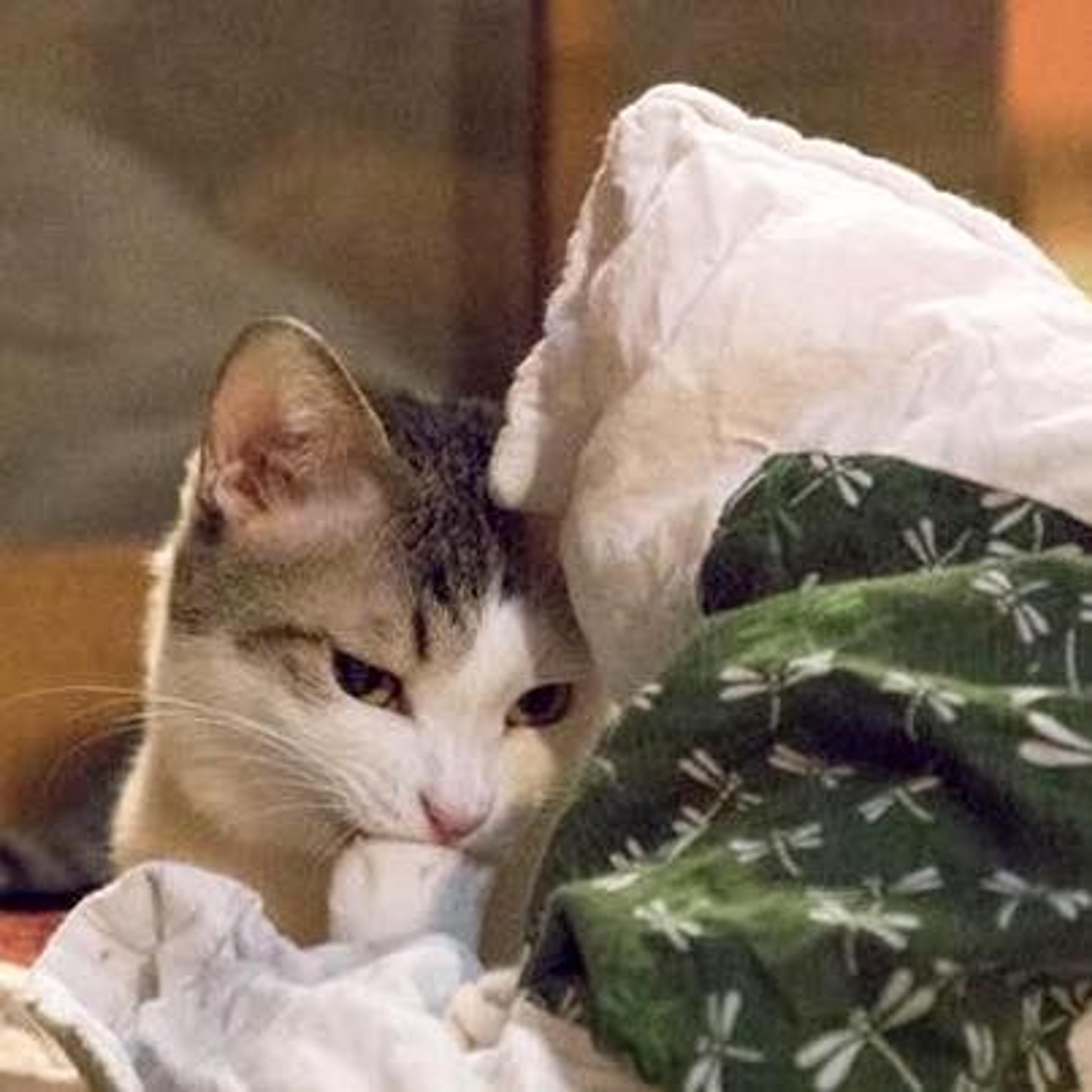 pet-image-3