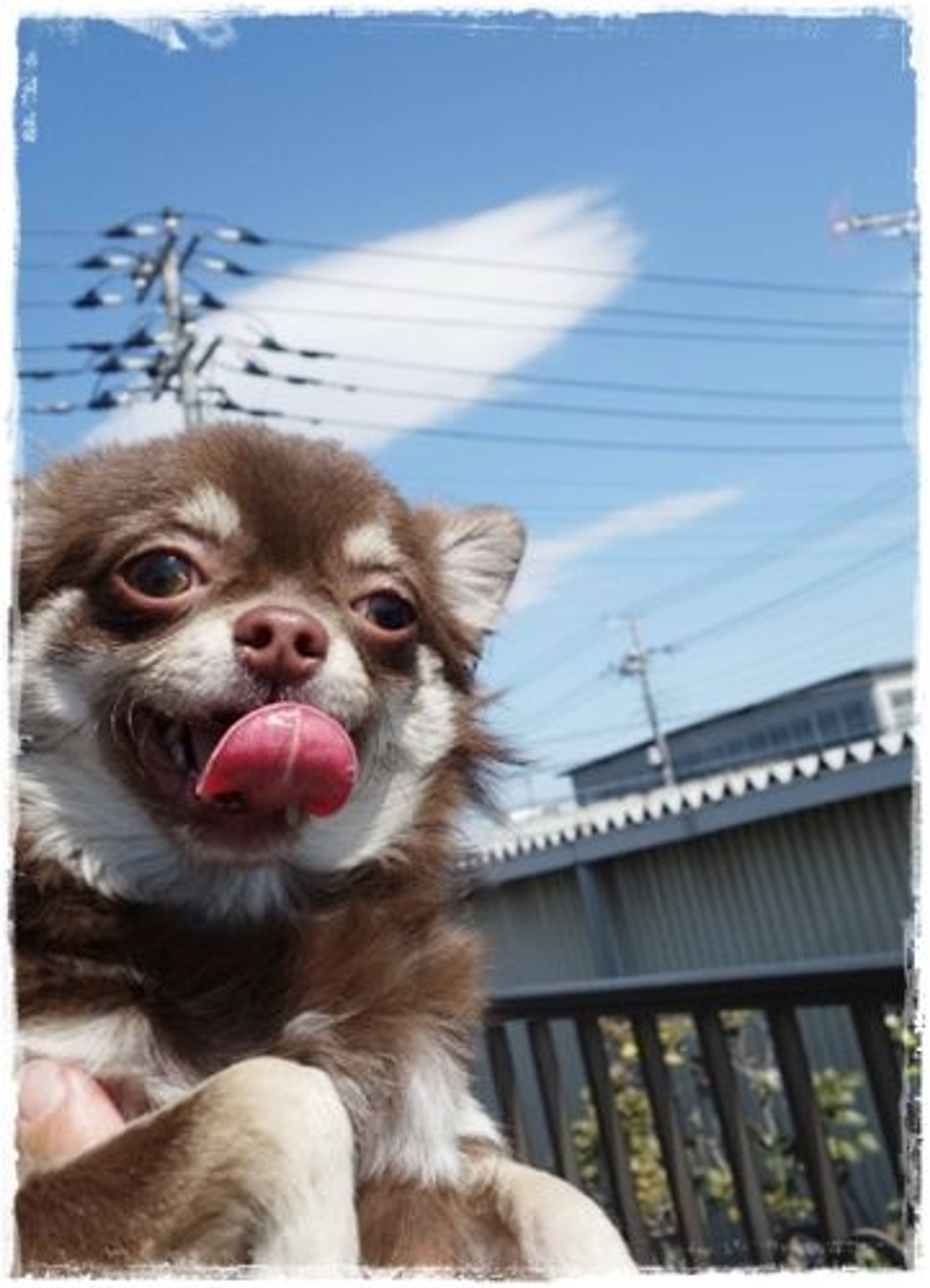 チワワ・オスの里親募集の写真