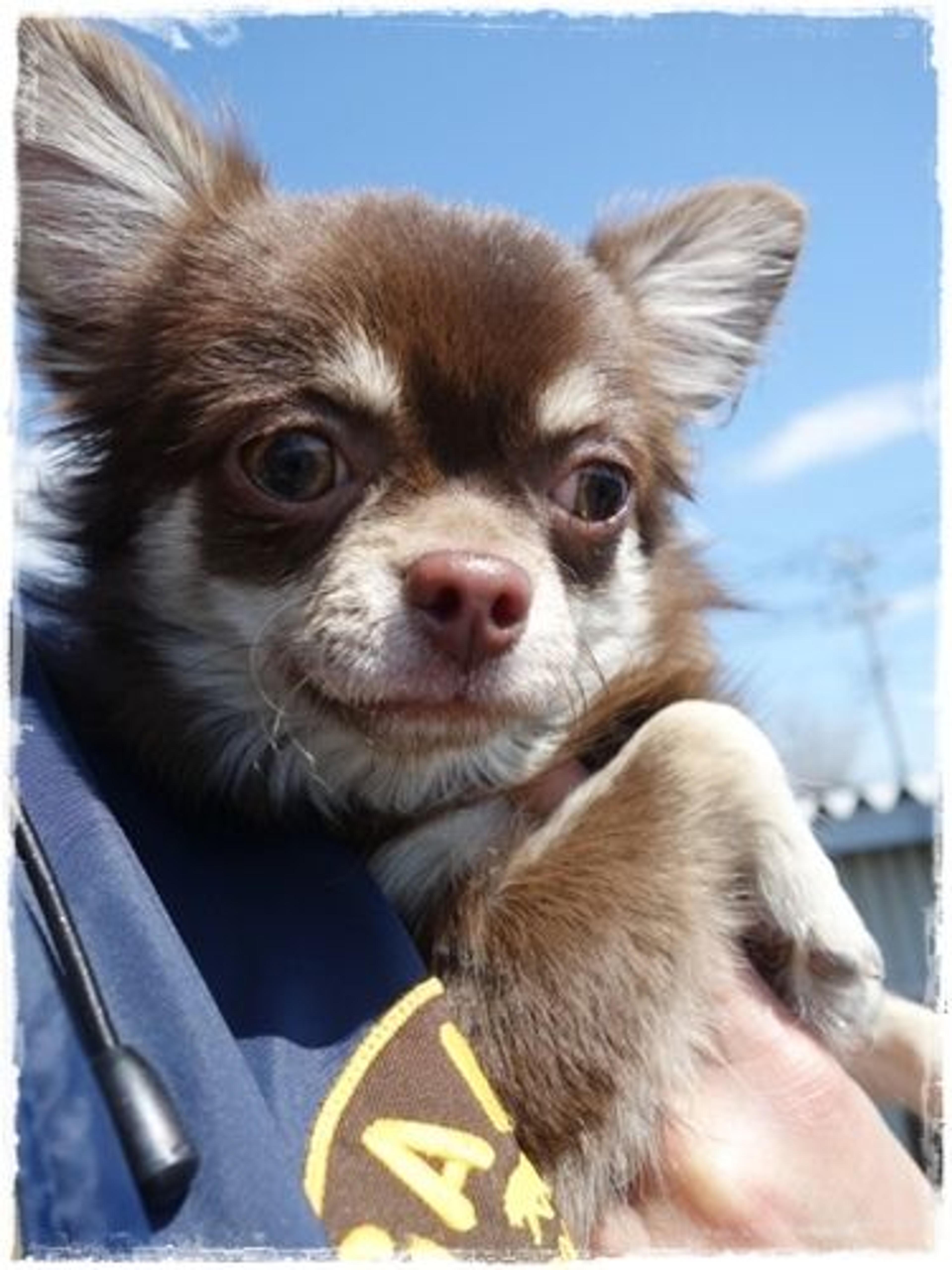 pet-image-2