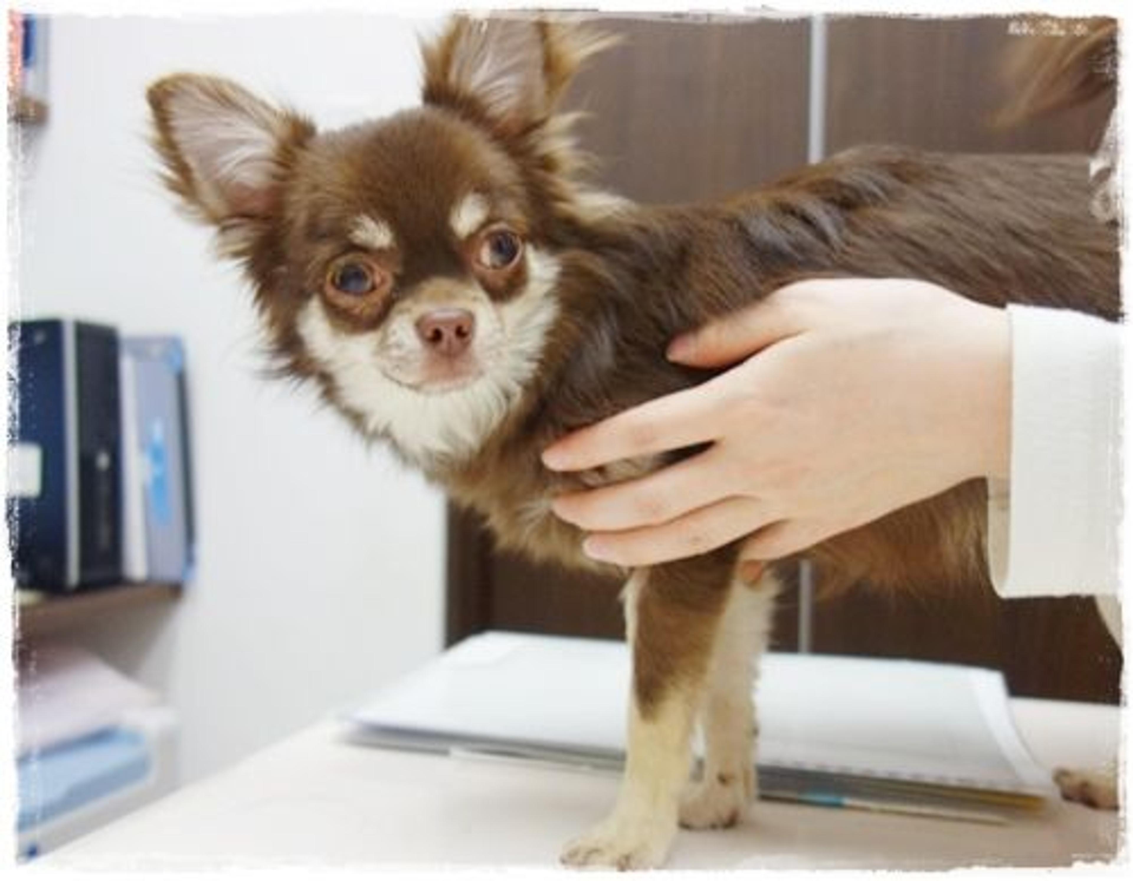 pet-image-3