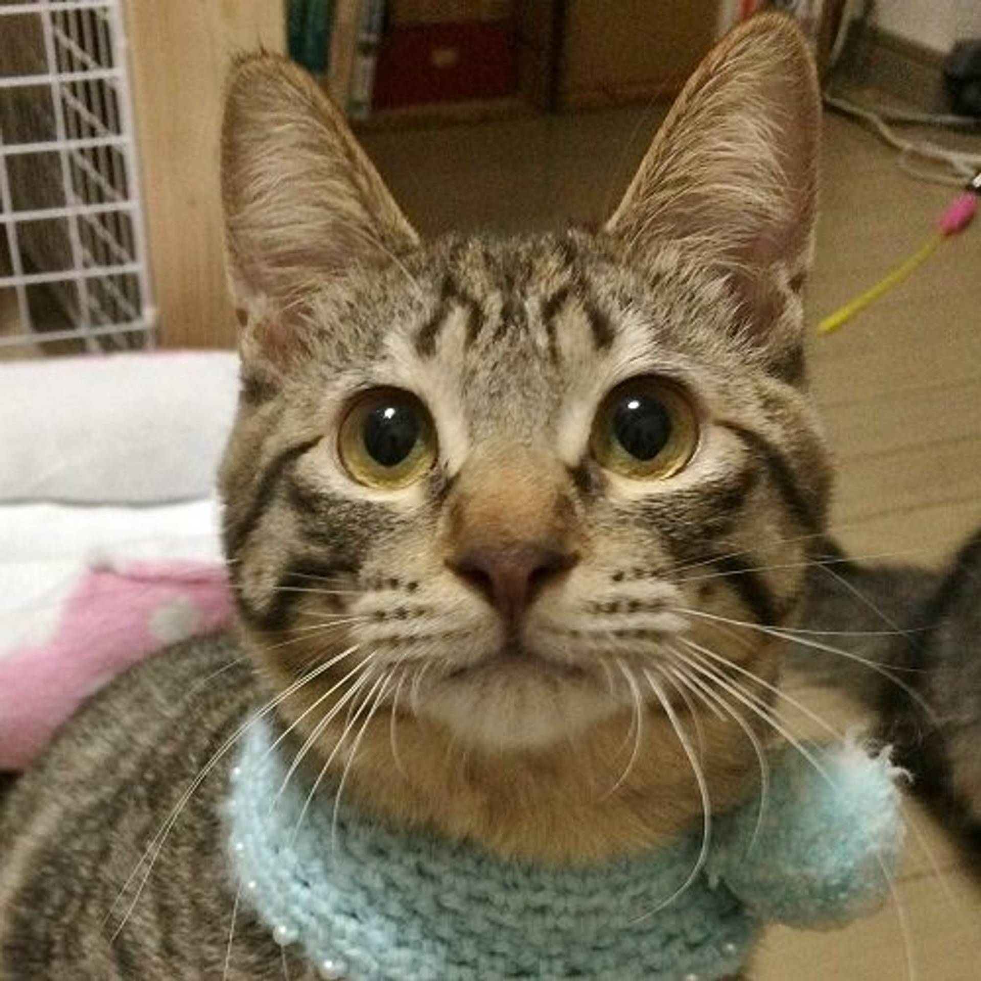 雑種（ミックス猫）・オスの里親募集の写真