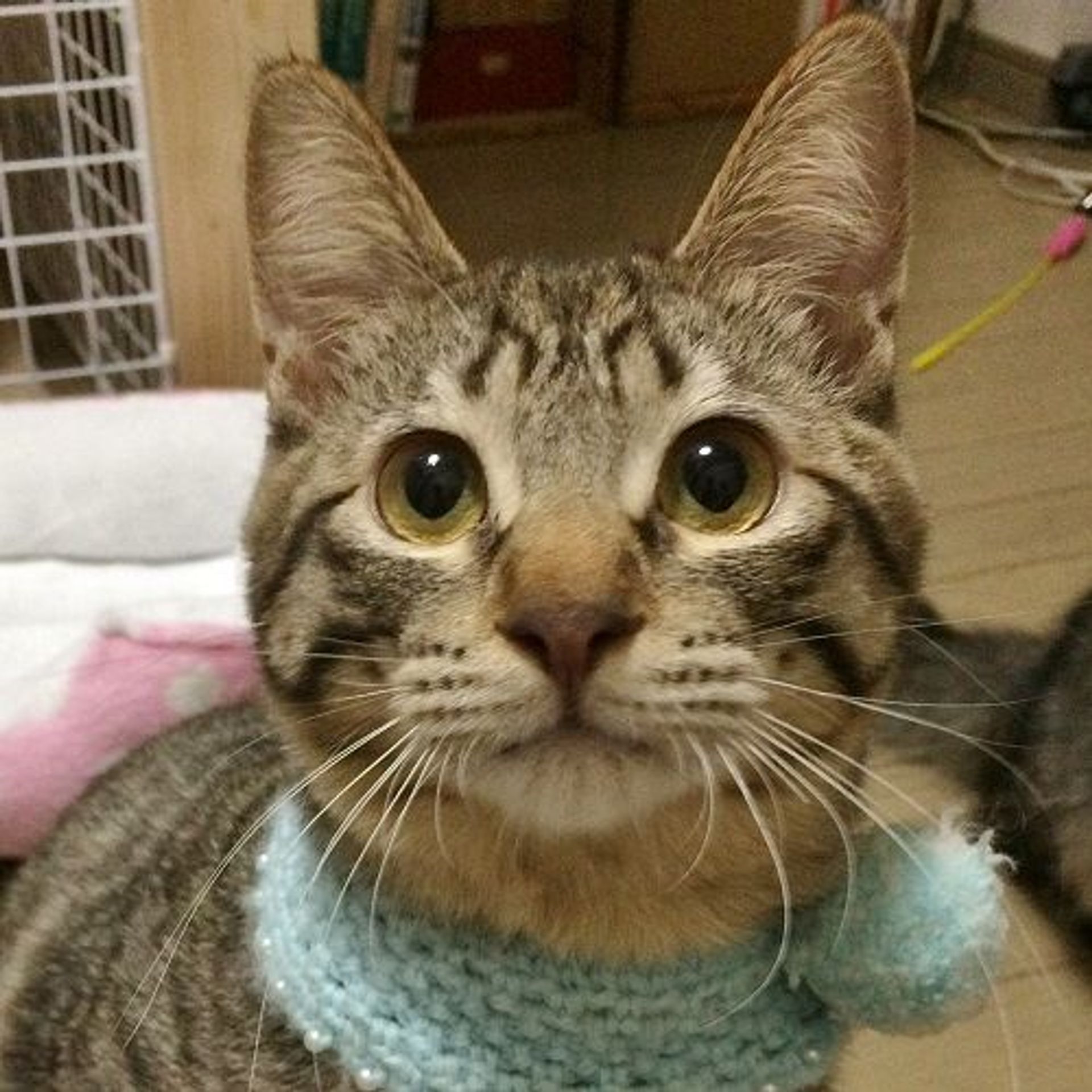 雑種（ミックス猫）・オスの里親募集の写真