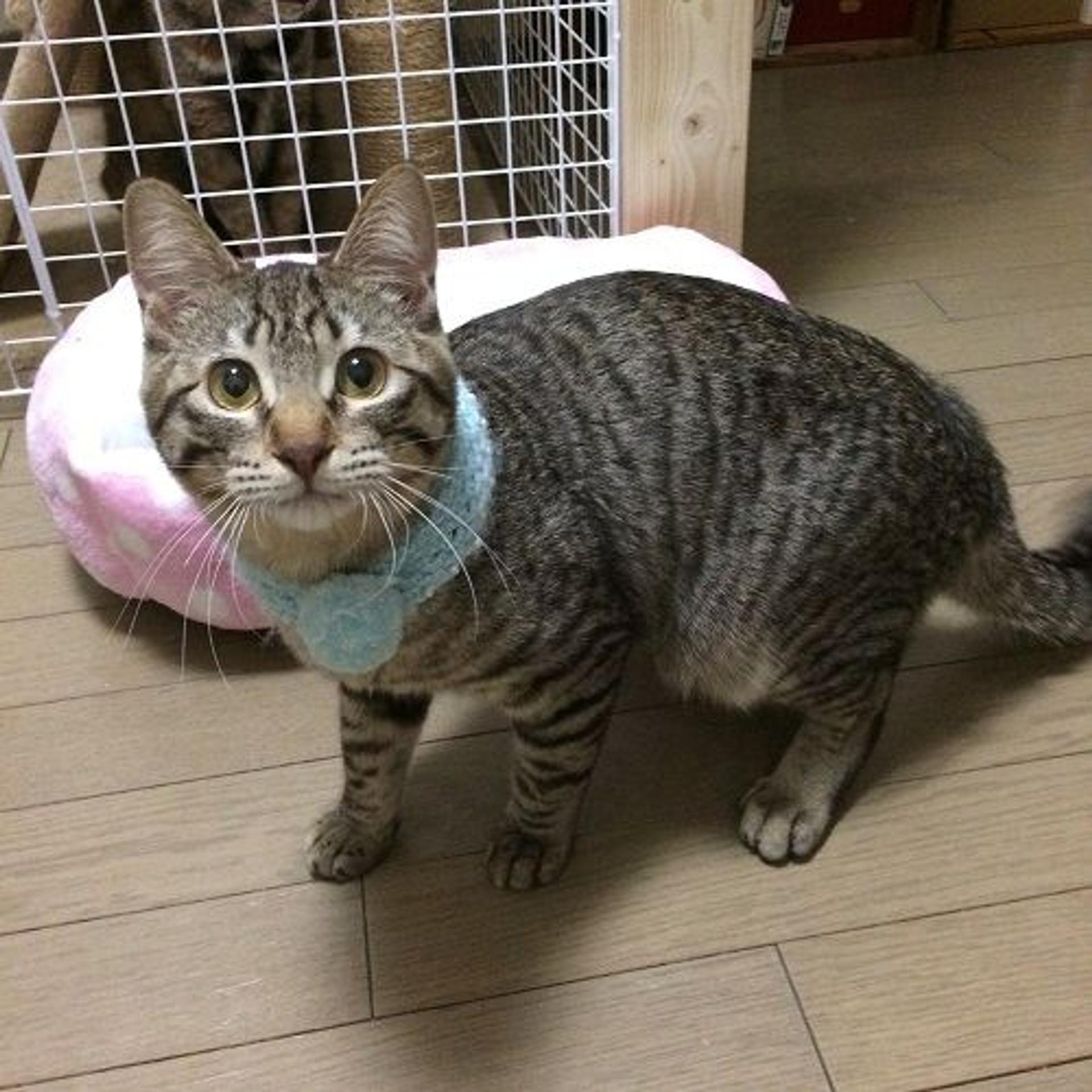 pet-image-2