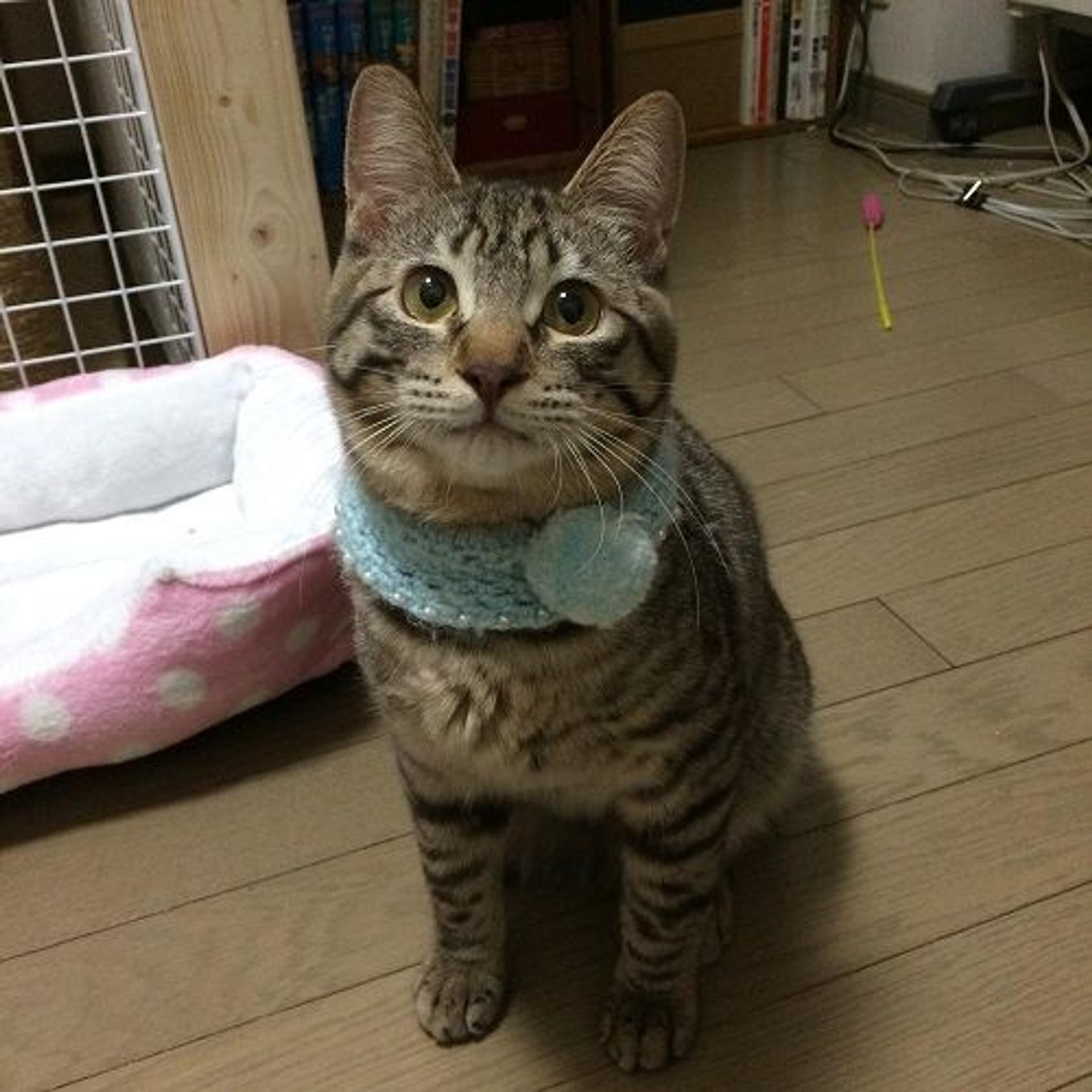 pet-image-3