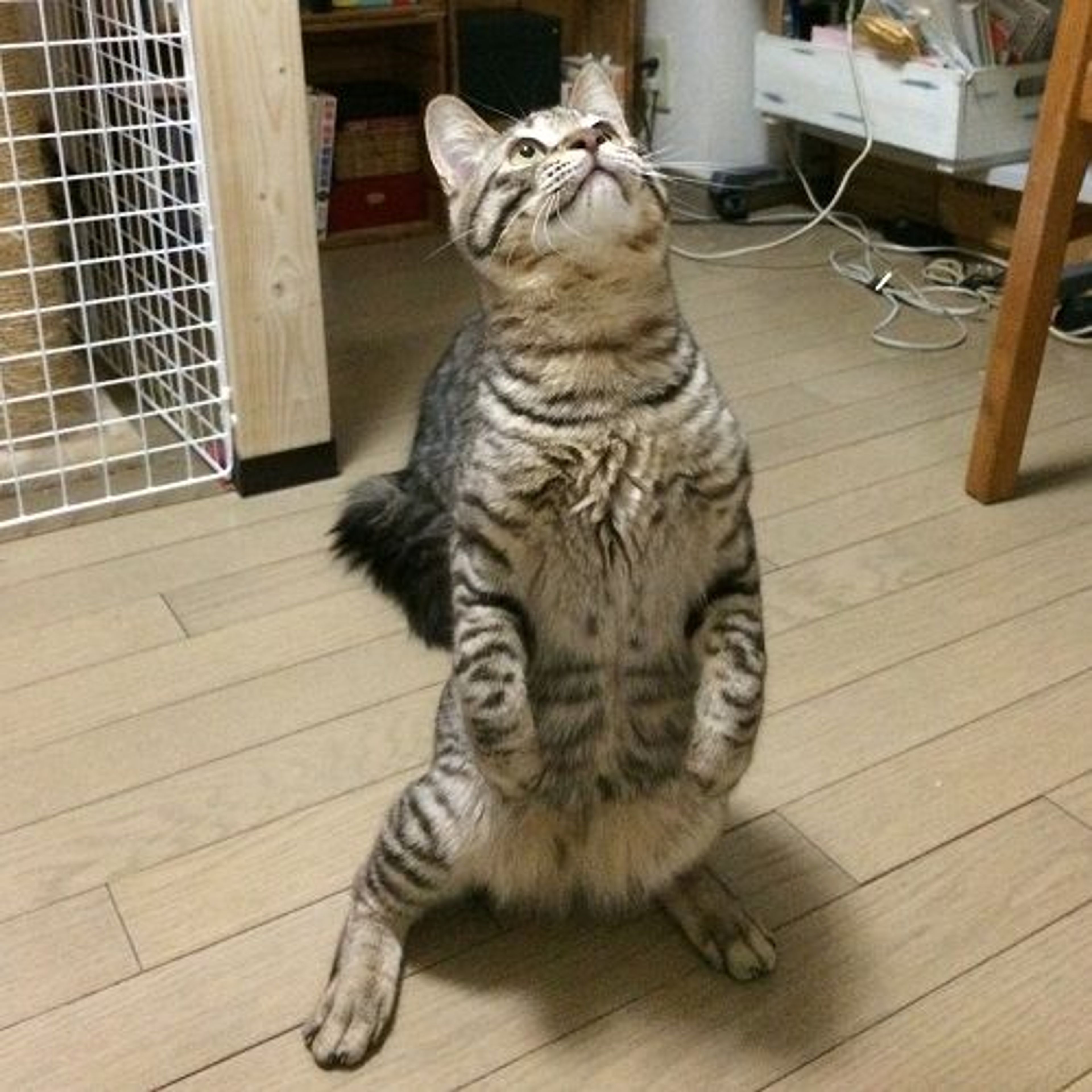 pet-image-4