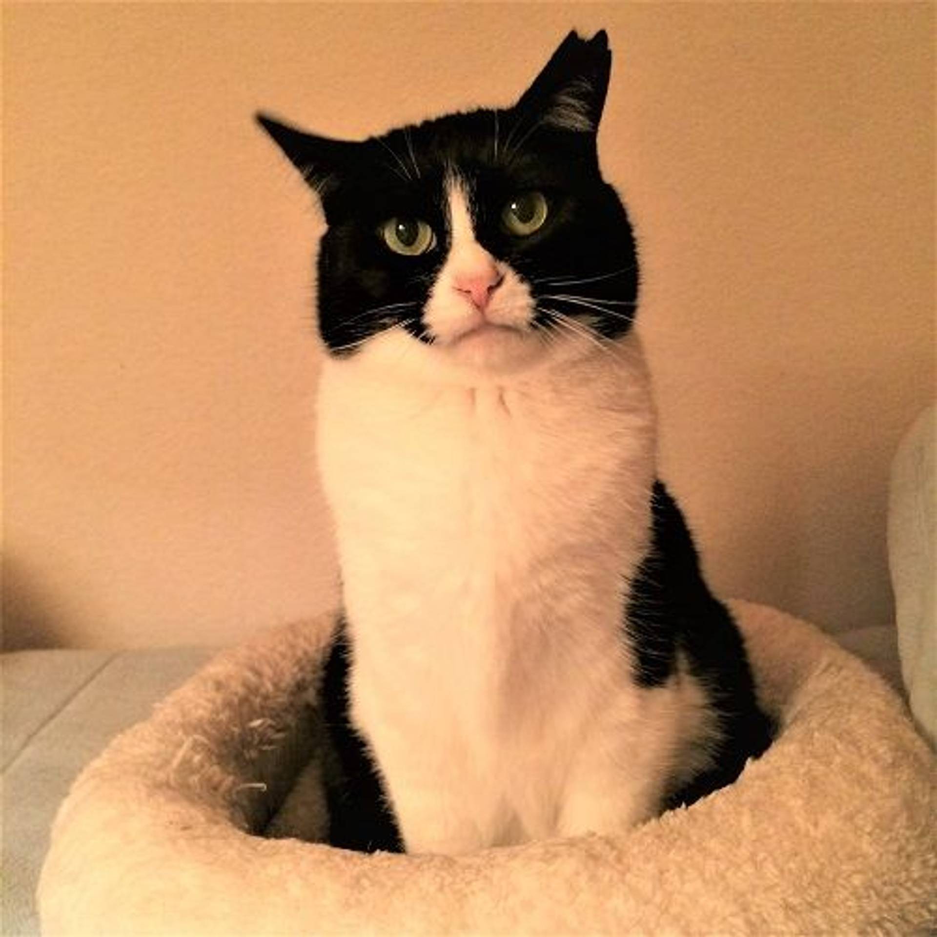 雑種（ミックス猫）・メスの里親募集の写真
